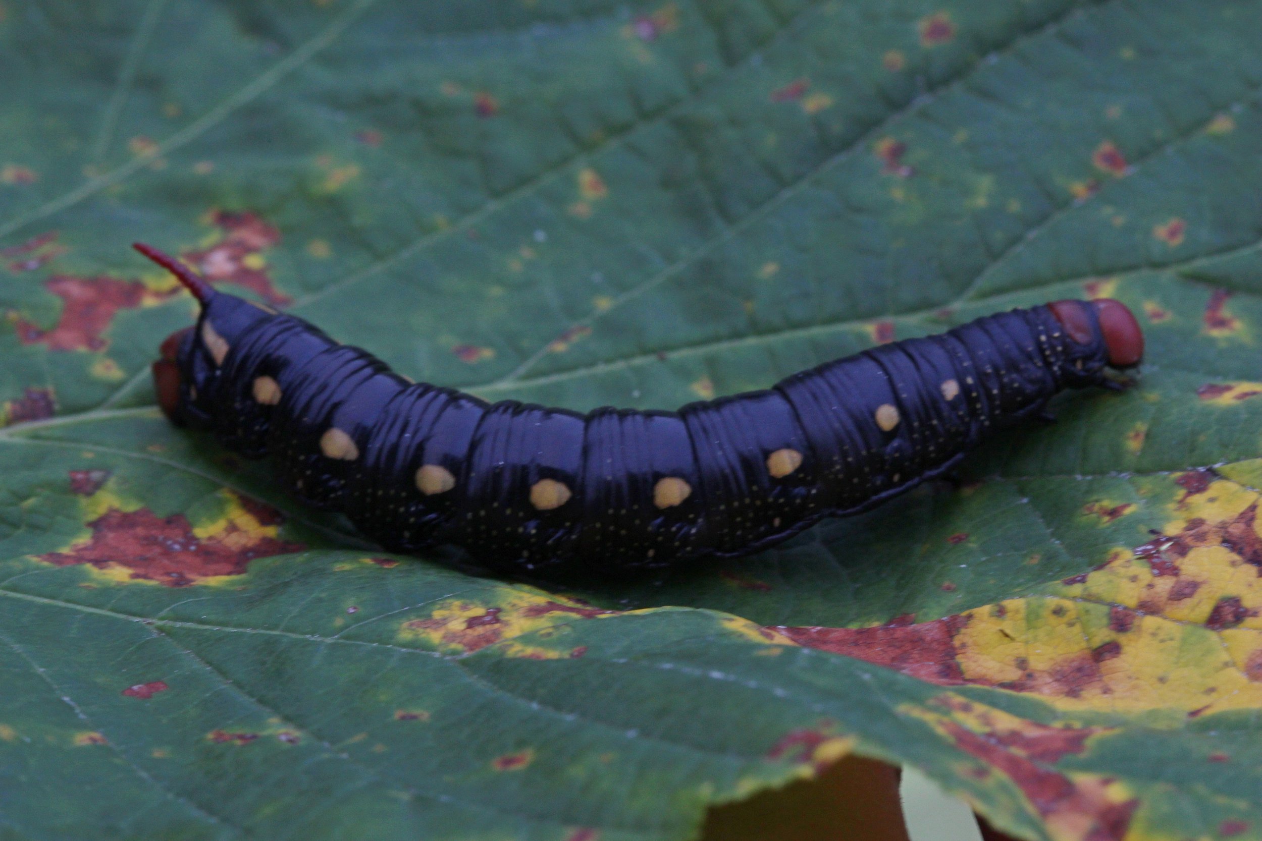 Galium Sphinx Moth Caterpillar