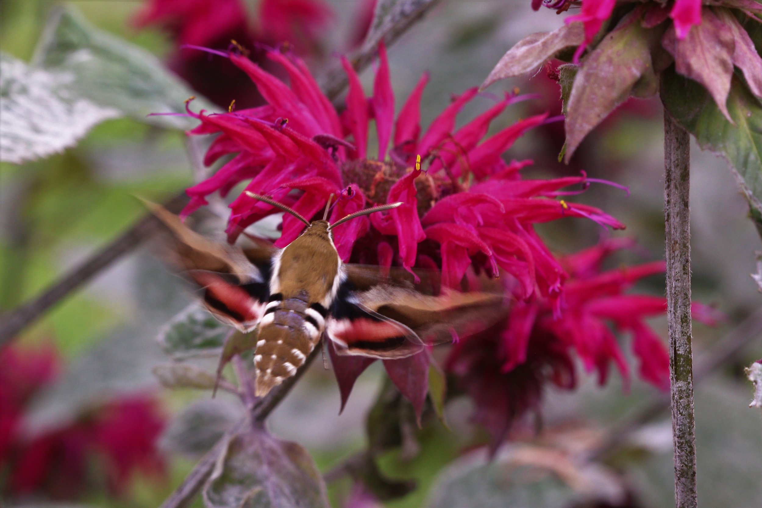 Galium Sphinx Moth