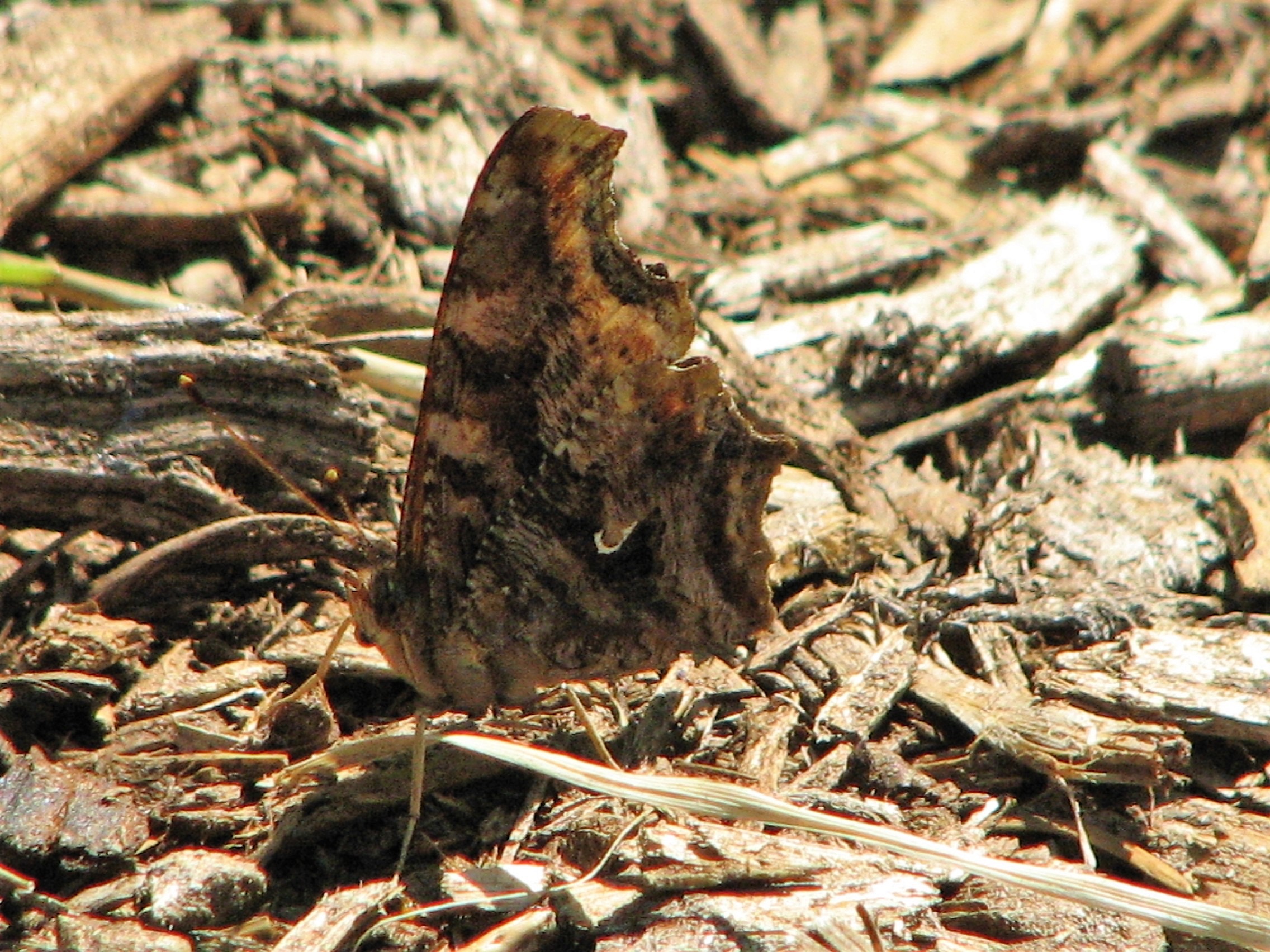 Eastern Comma Butterfly