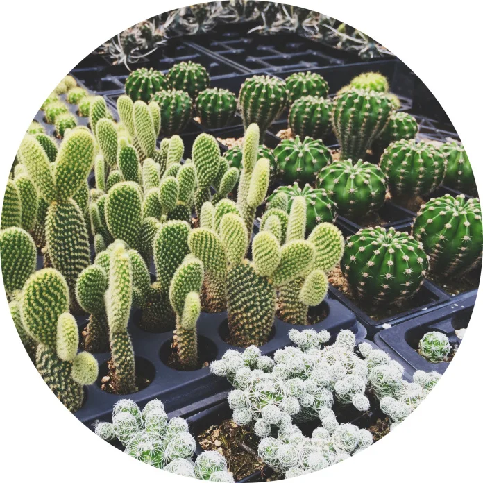 September starts succulent Saturdays
