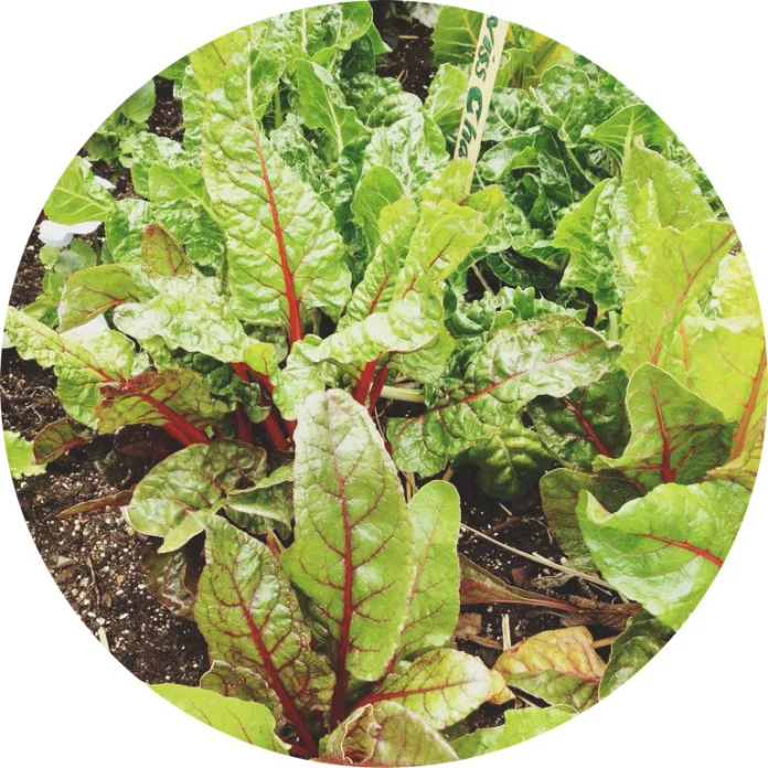 MY GARDEN, MY TEACHER