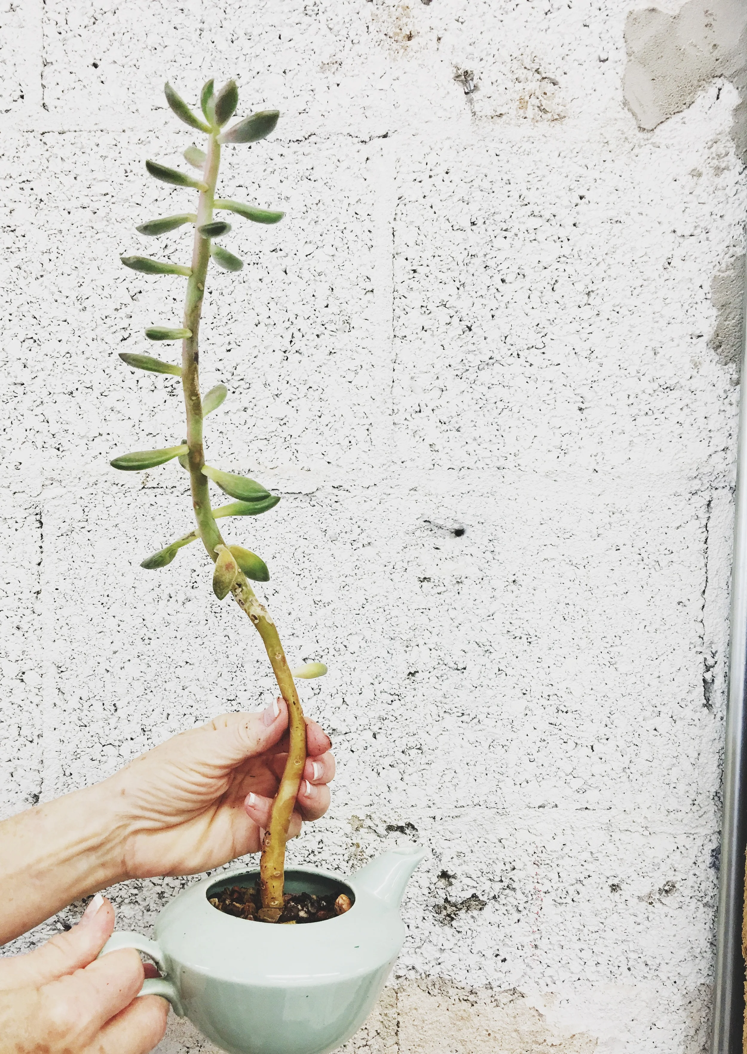 Maintaining Your Older Succulent