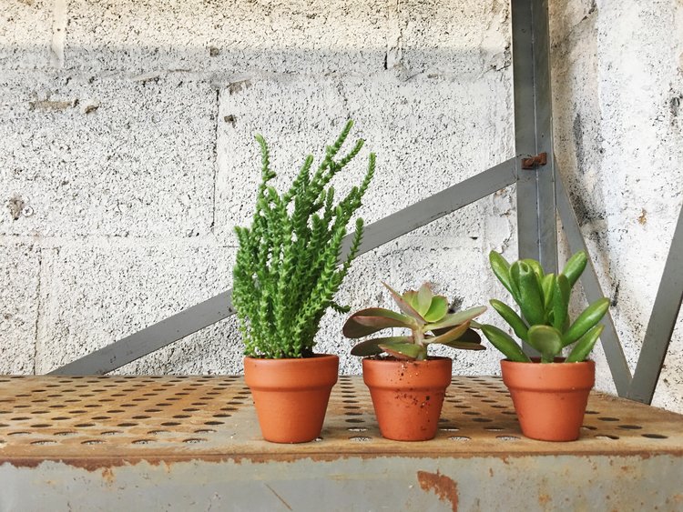 Image of Tiny succulent plant in terracotta pot