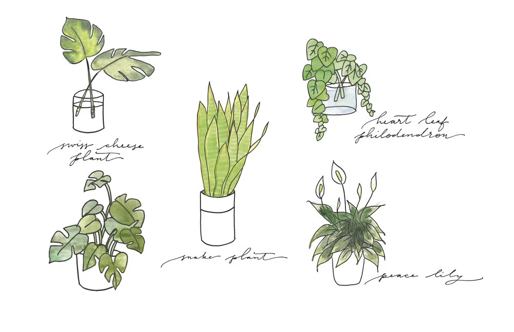 Happy day to you! Check out our Beginner's Guide to Houseplants&nbsp;on Cottage Hill&nbsp;today! // Beautiful sketches by Laurel &amp; Marie