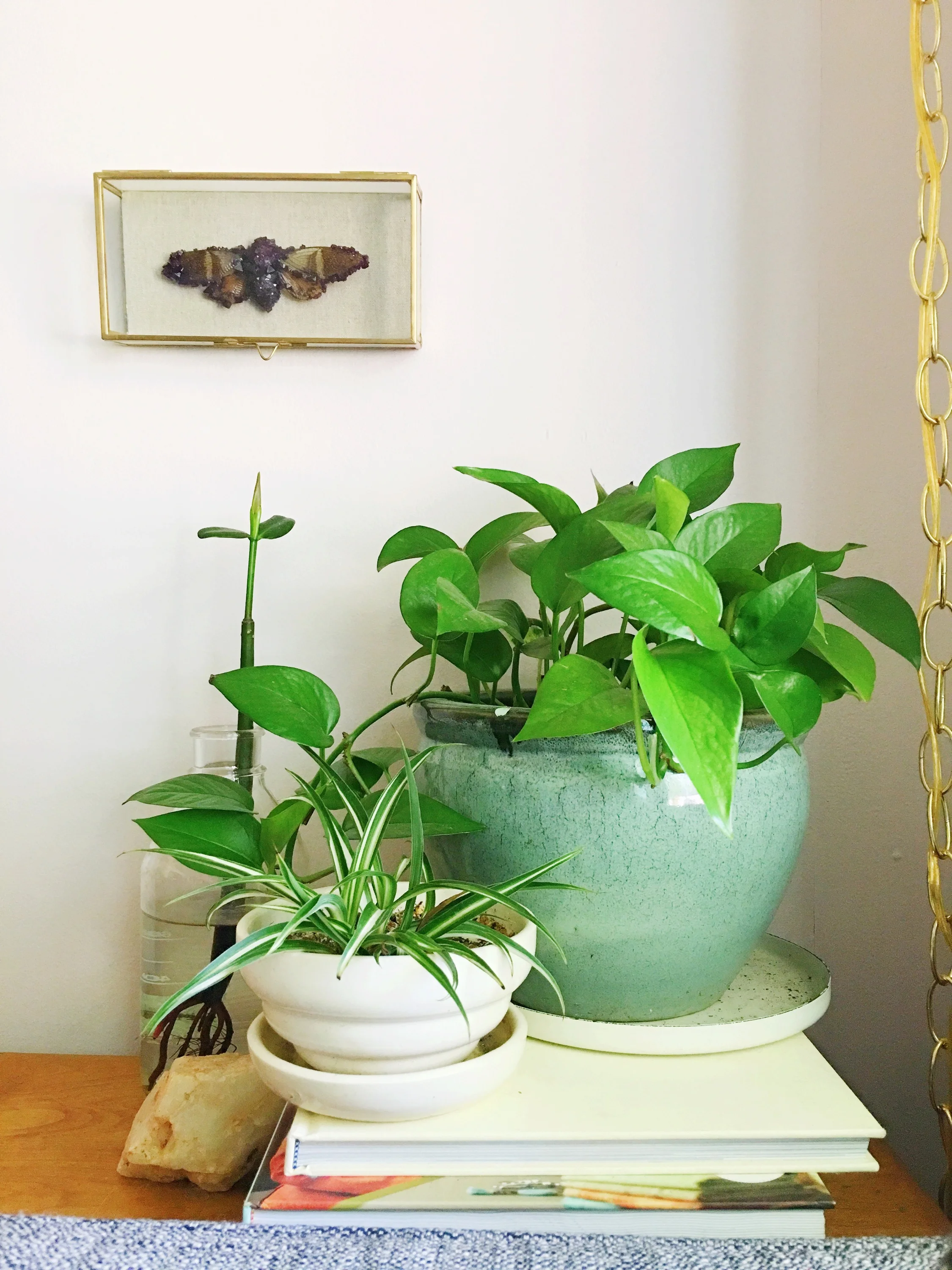 A quick pic from our meeting at Daly's house. She's got all the plant vignette's going on.