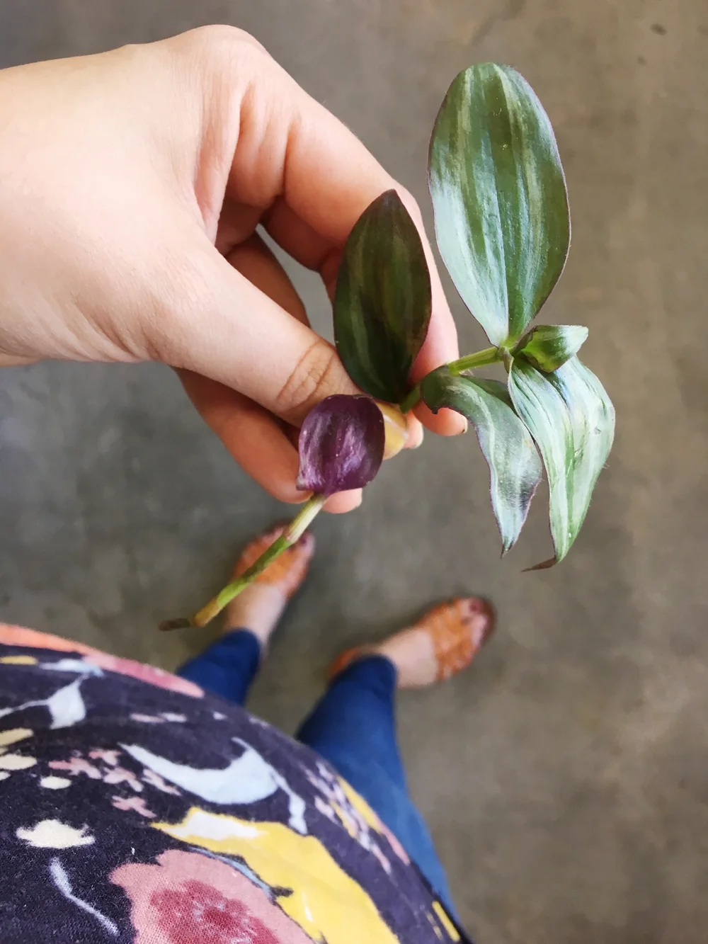 Propagating Purple Heart Or Inch Plant Retro Den Vintage Furniture And Homewares