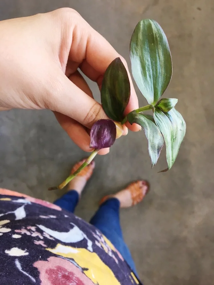 Propagating Purple Heart or Inch Plant