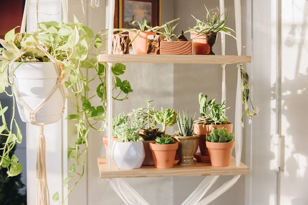 plant collection.jpg
