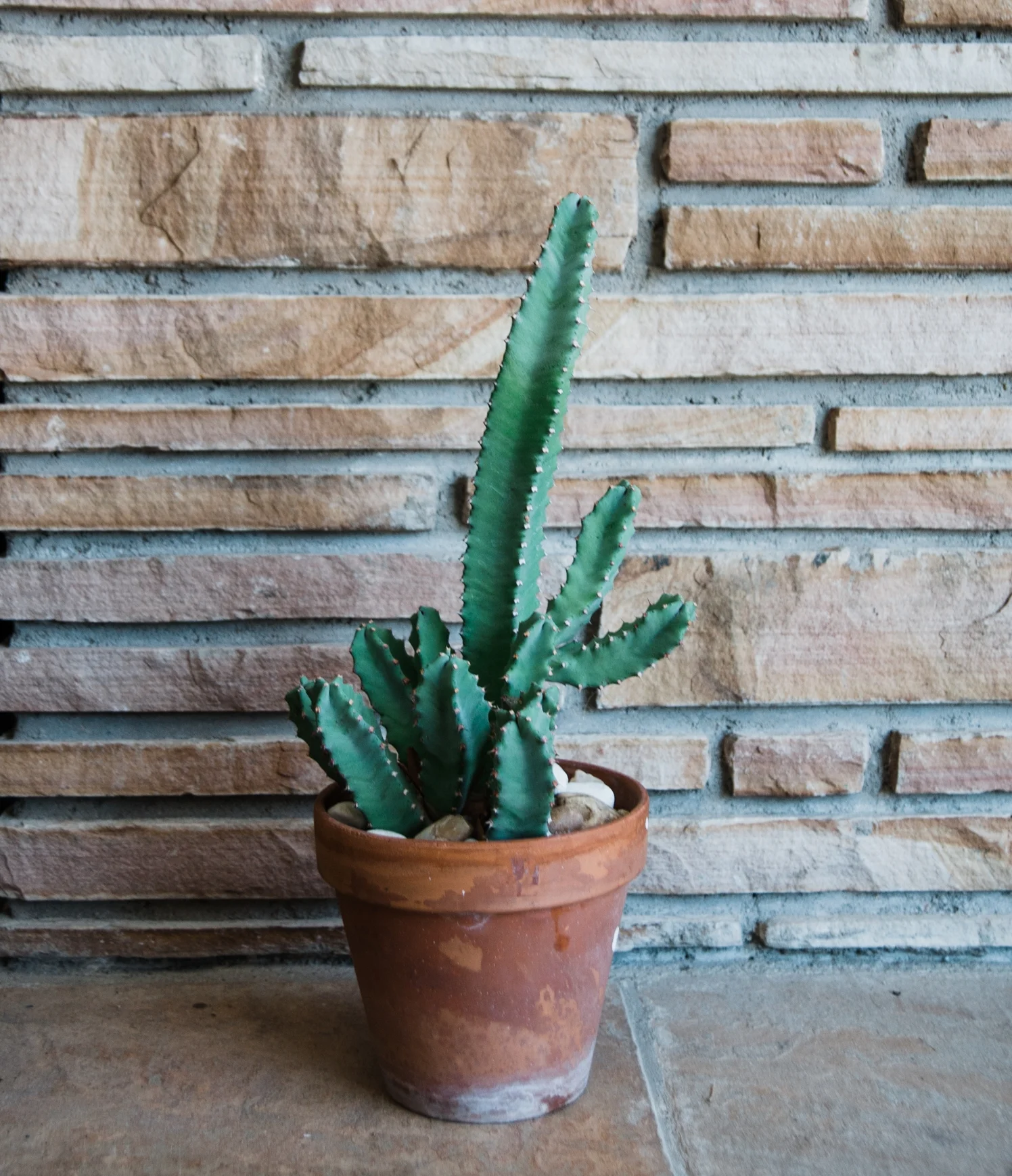 cactus_blog-1.jpg