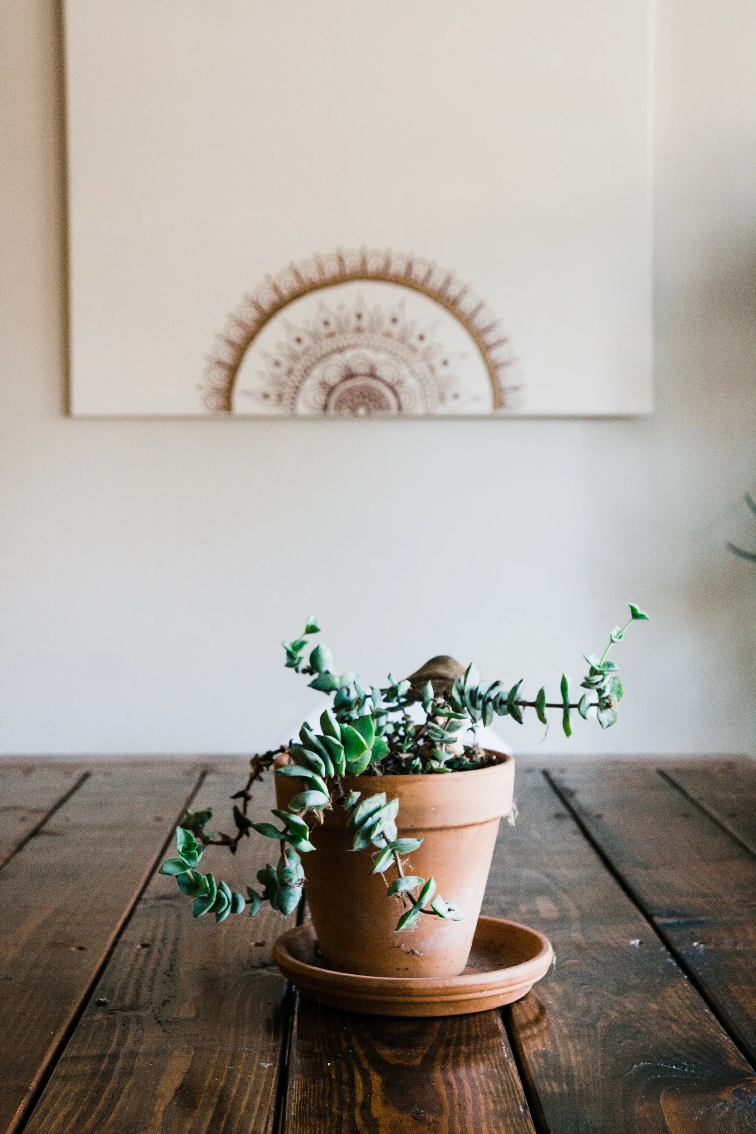 This week we did an "after" photoshoot at one of our home styling client's homes. We cannot wait to share the full before and after with you soon!