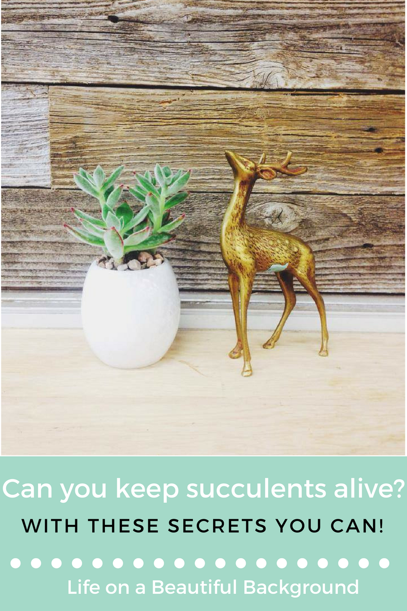 how to care for a succulent.png