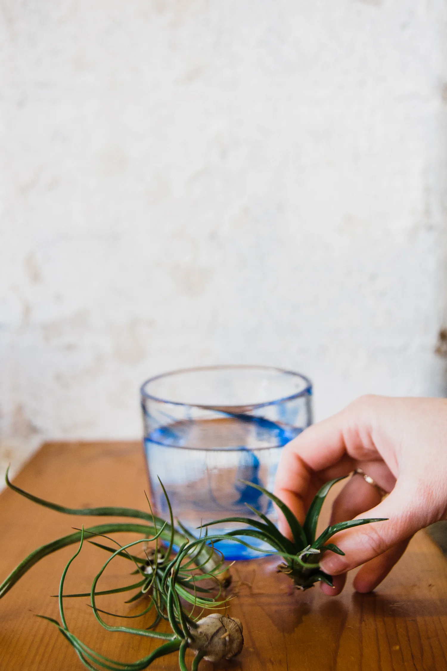 airplants-blog-1-2.jpg