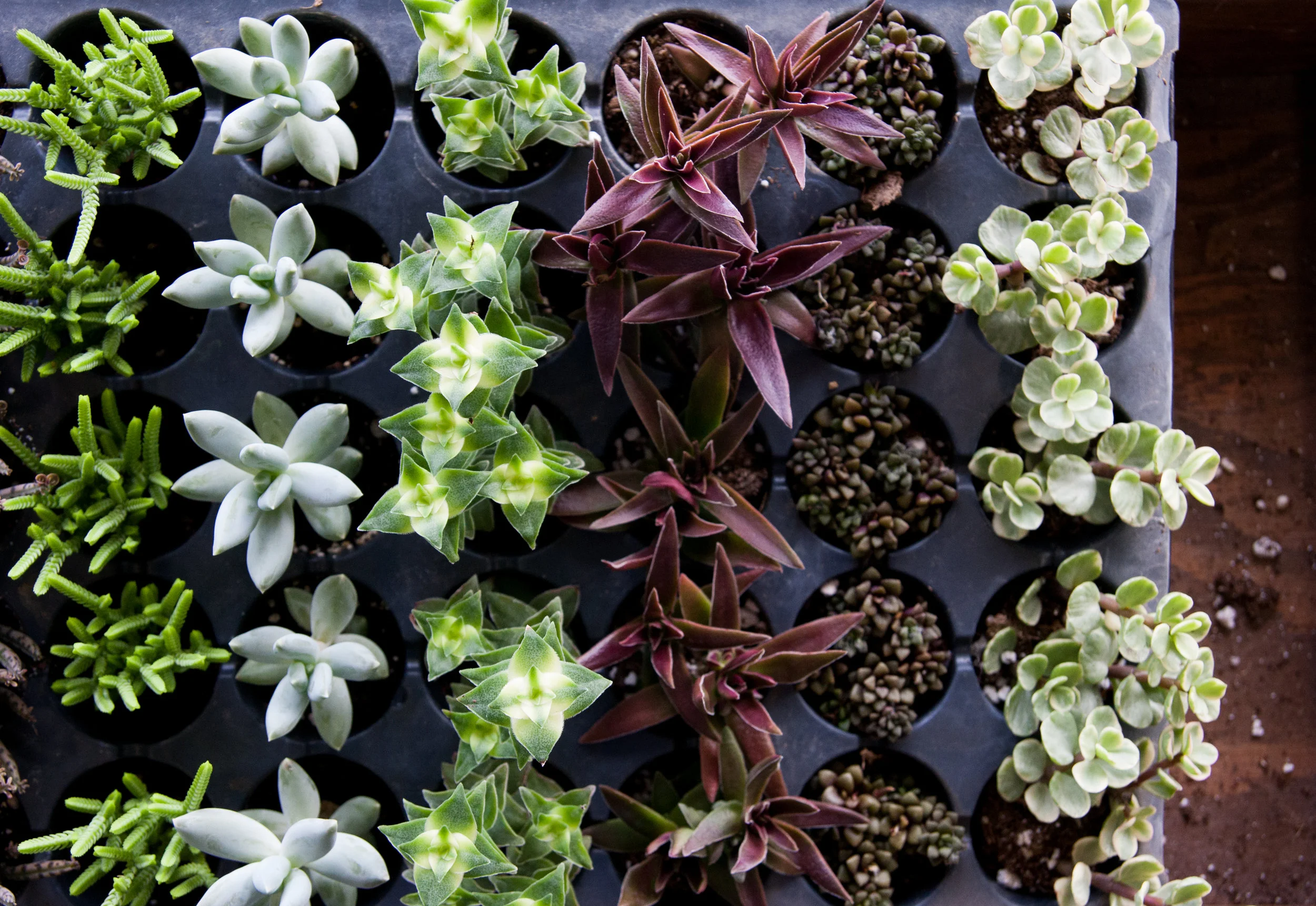 Succulents.jpg