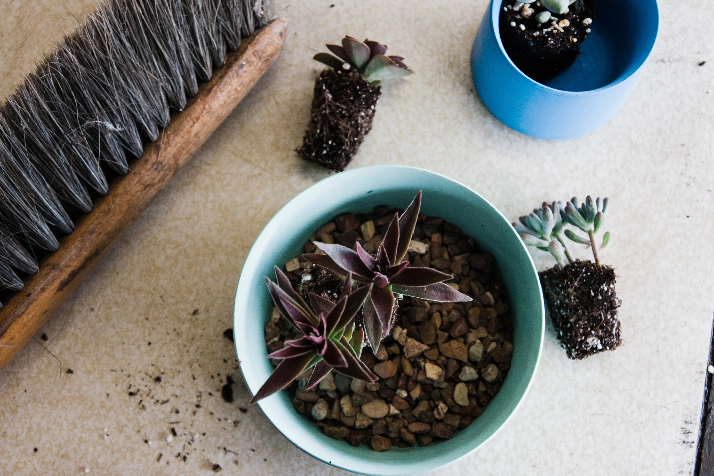 Succulents.jpg