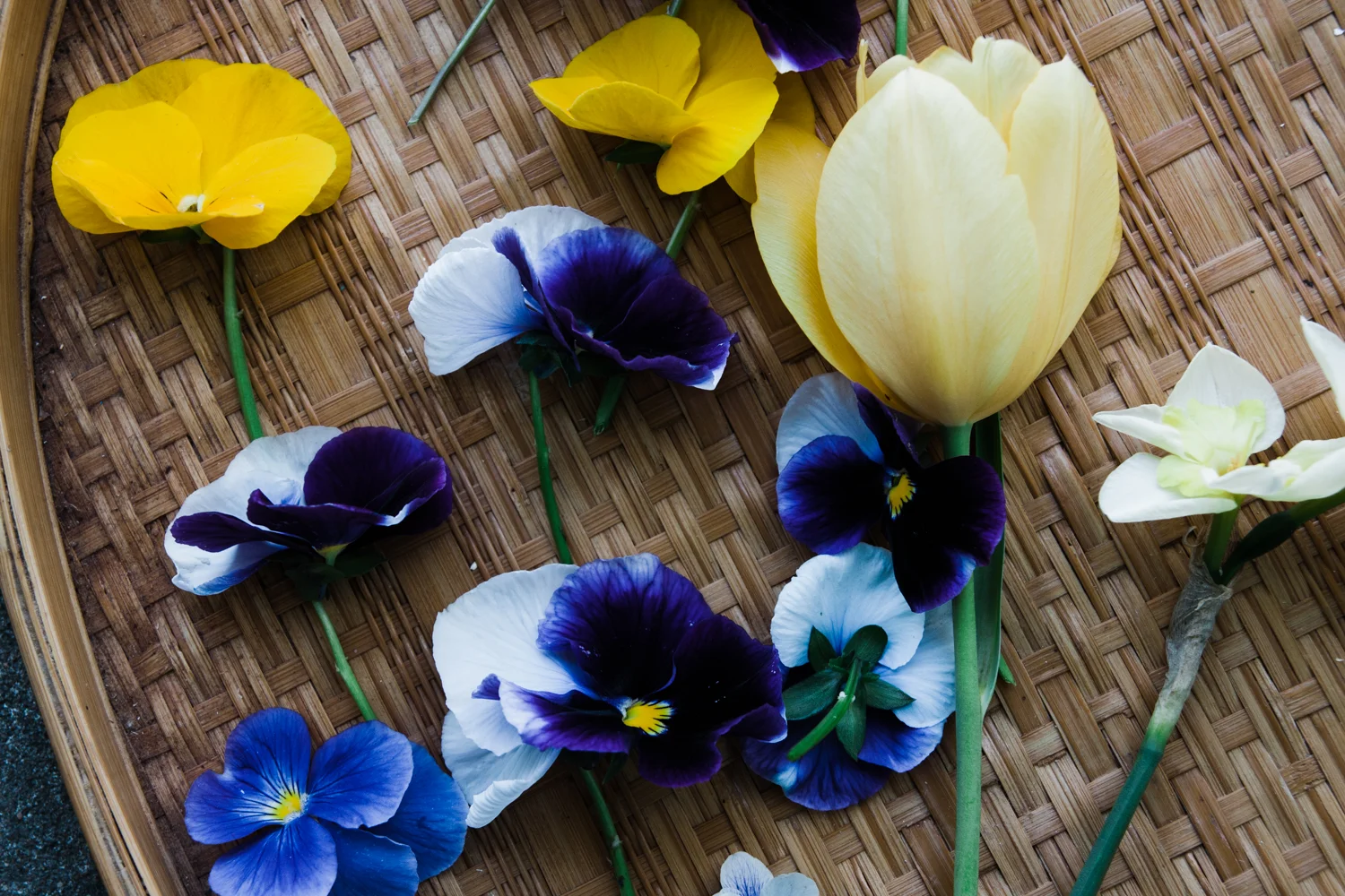 pressed-flower-art-BLOG-11.jpg
