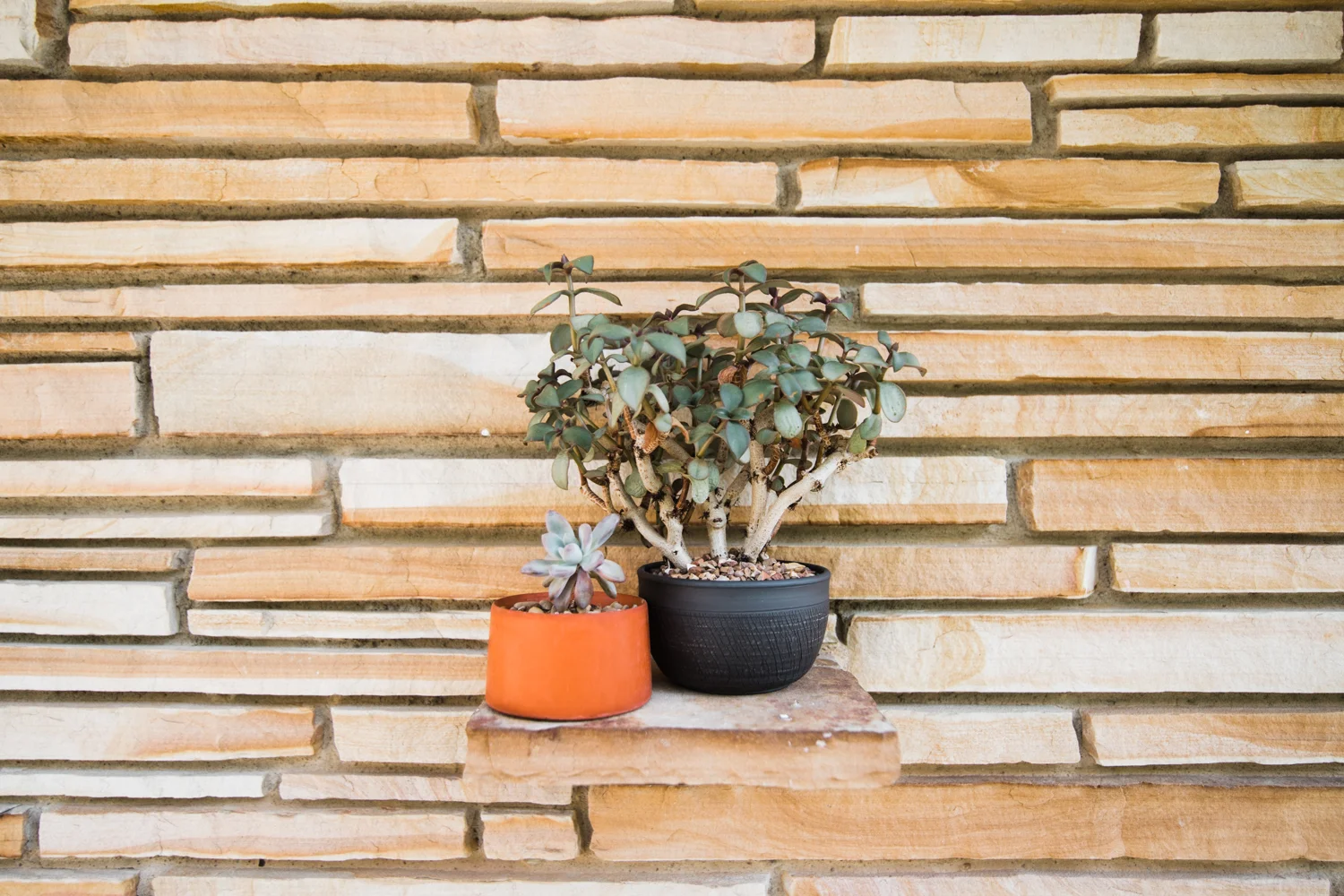 Makerage + Foxy Pots planters + succulents all found at Retro Den!