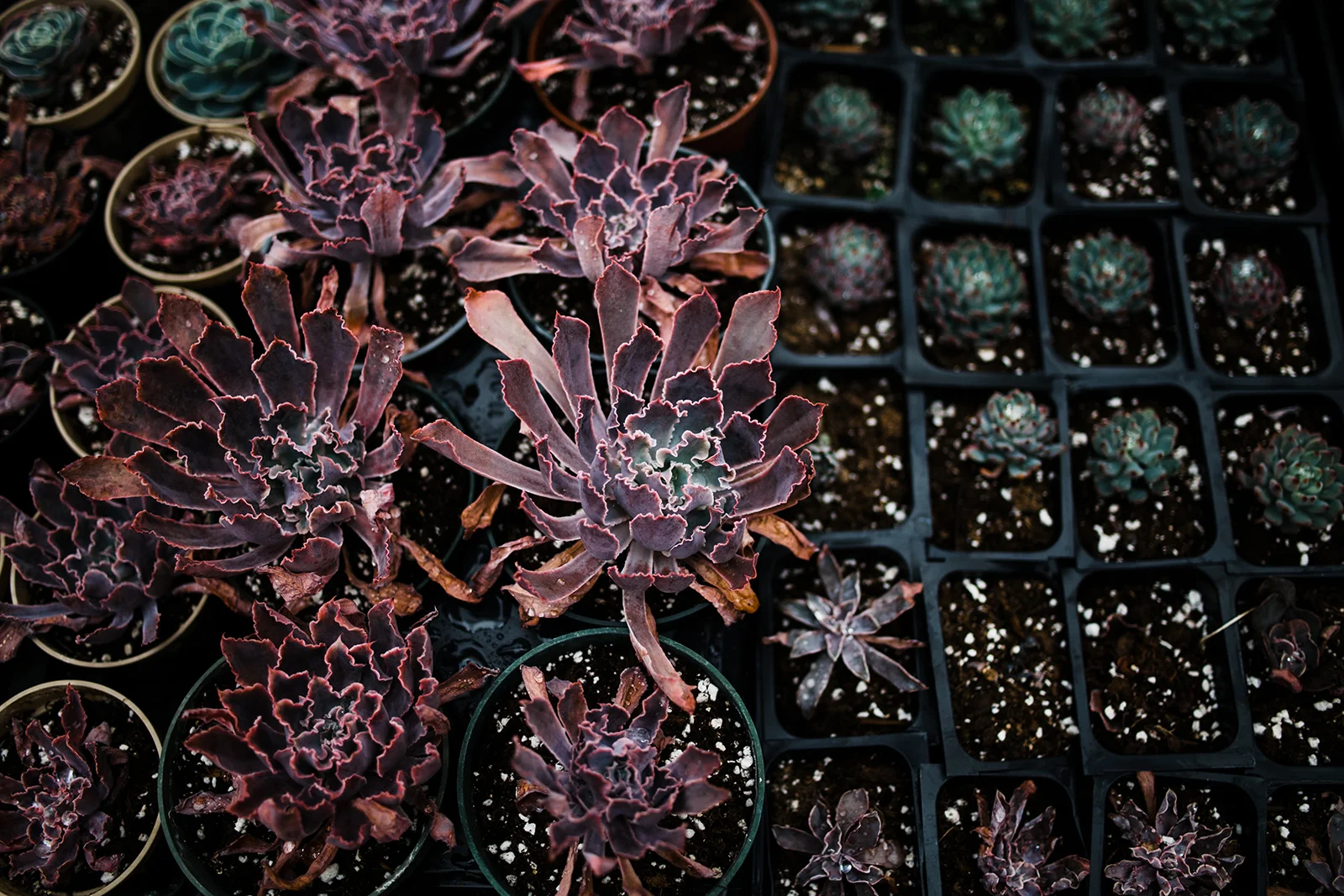 succulent-propagation.jpg