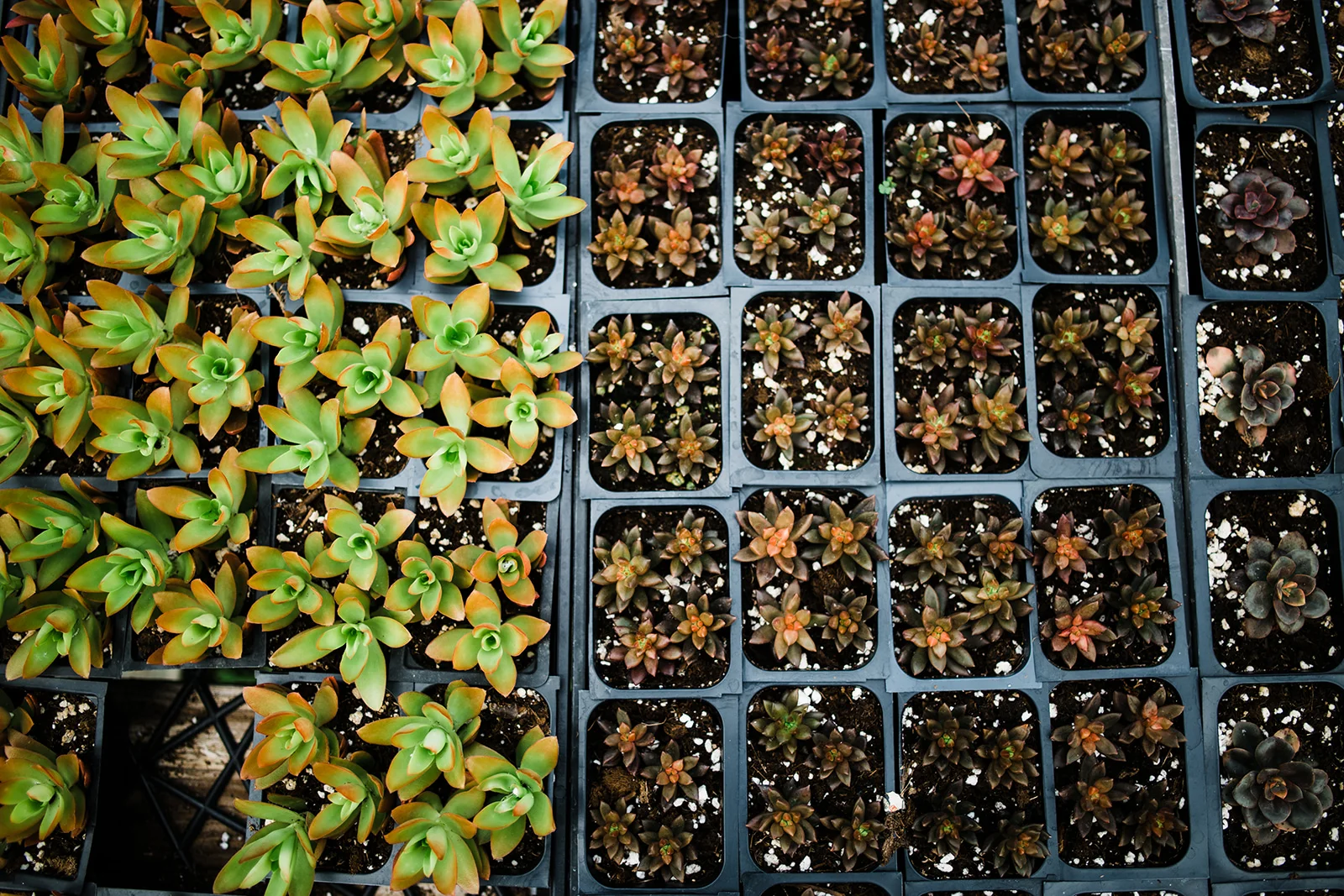 succulent-propagation.jpg