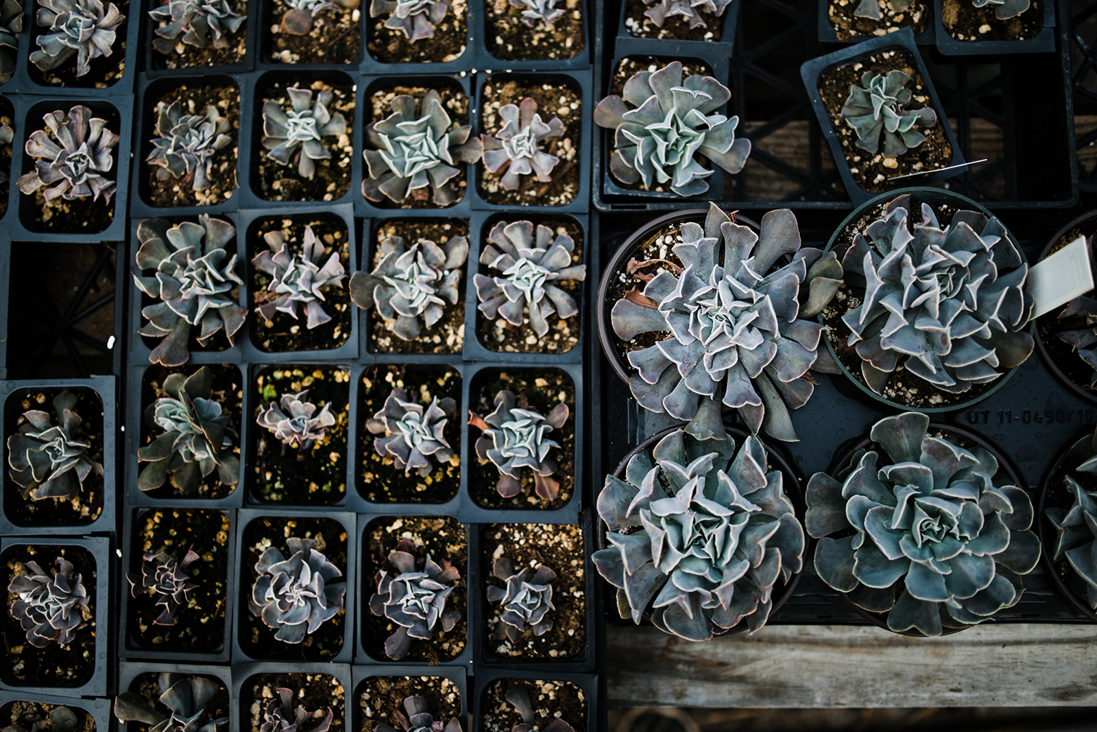 succulent-propagation.jpg