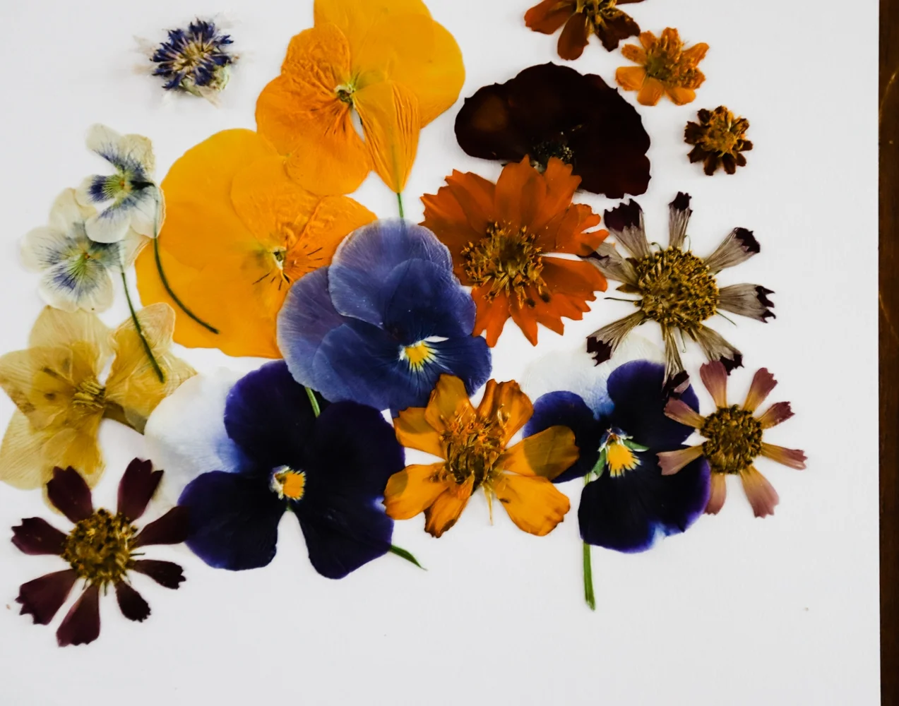 pressed-flower-art-2-WEB-4.jpg