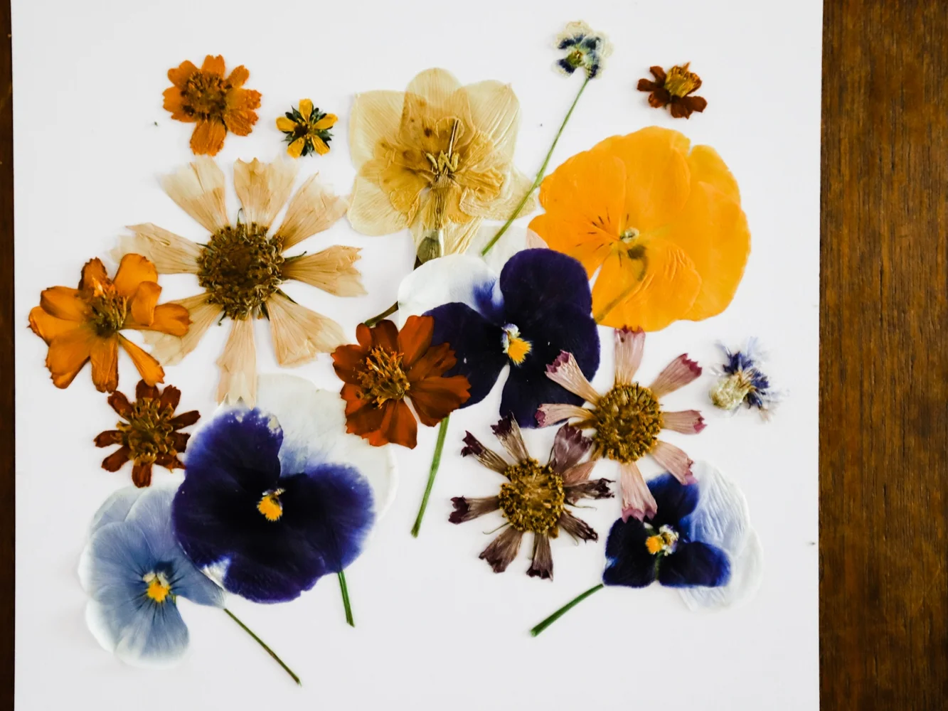 pressed-flower-art-2-WEB-5.jpg