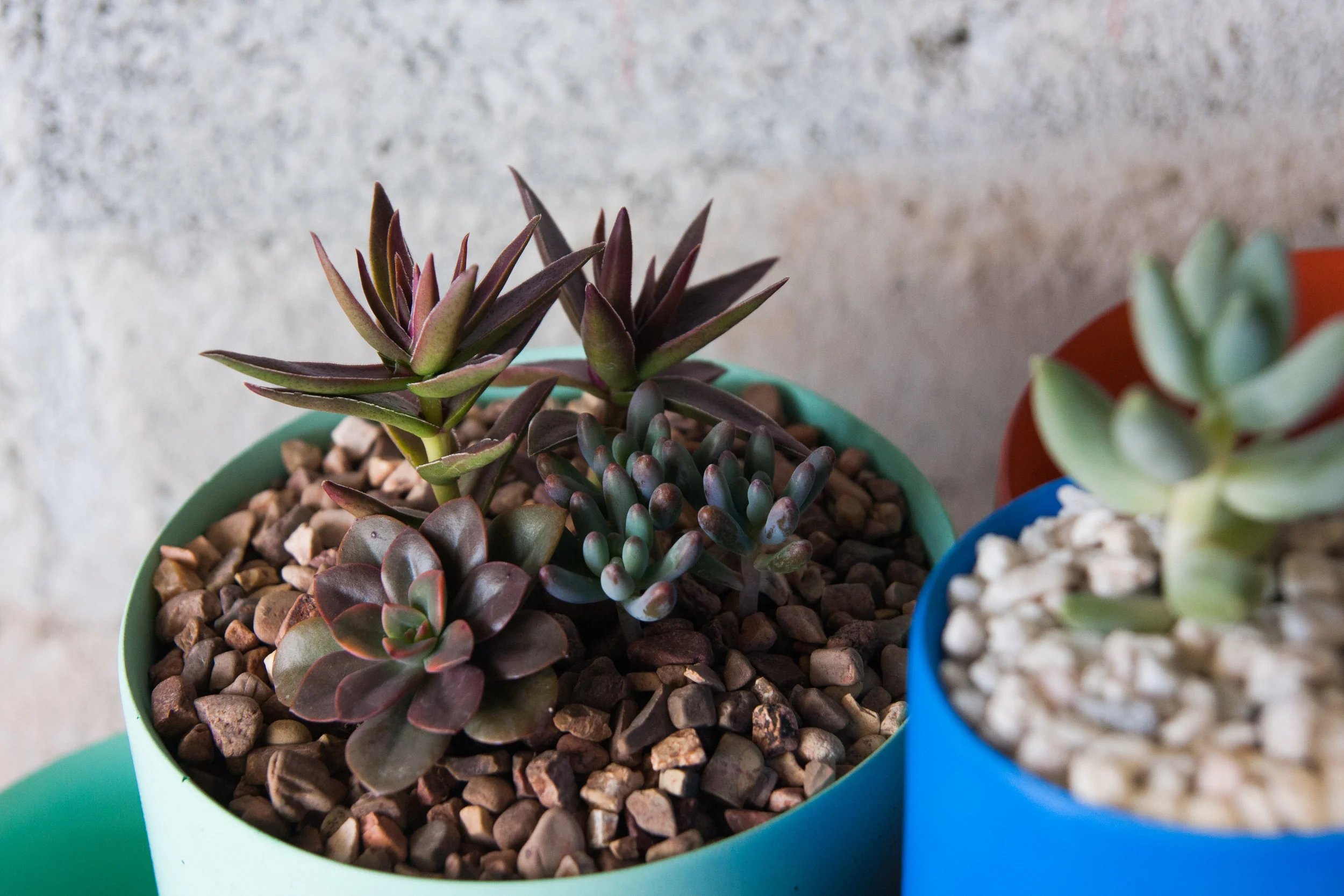 Succulent_calendar-37.jpg