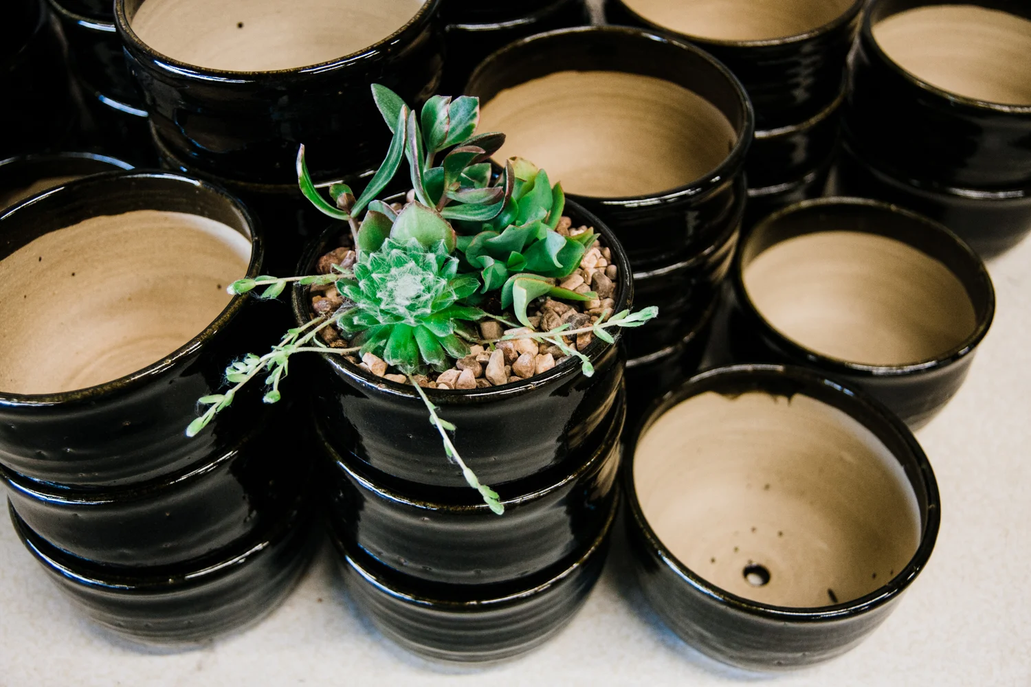 foxy-succulent-class-9.jpg