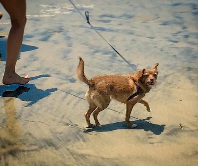 My puppy is the cutest :) #Repost @kiwibillong
・・・
I sexy and I know it dododododo do do #sexydog #beachbody #dog #beachwalk #dogbeach #waterdog #waterfetch #sanddog #sanddoggy #chipoo #swimdog #chaffedthighs #shiverswithtennisball