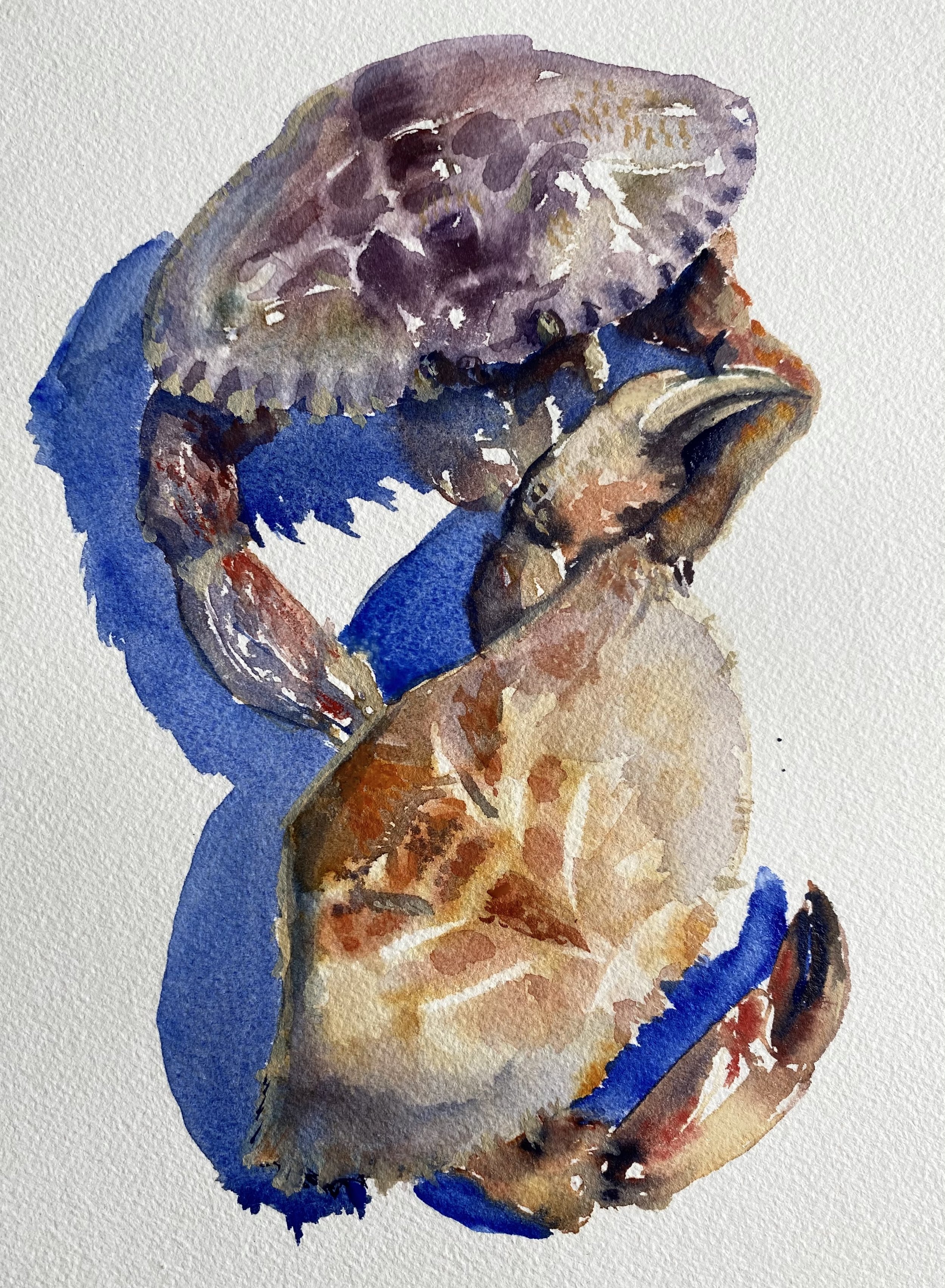 Roque Island Crab, watercolor 7 x 10" SOLD