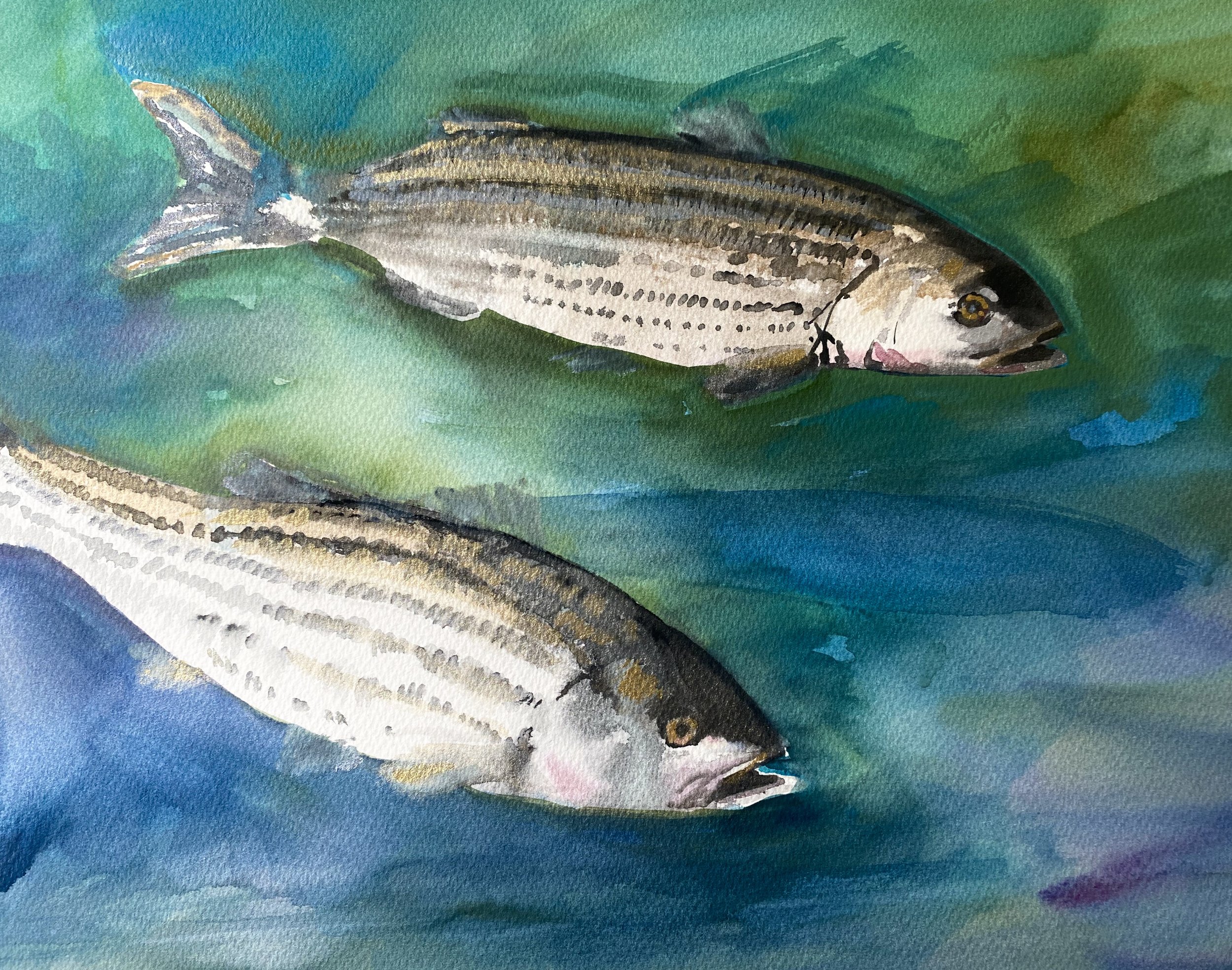Stripers on patrol, watercolor, 11 x 16"