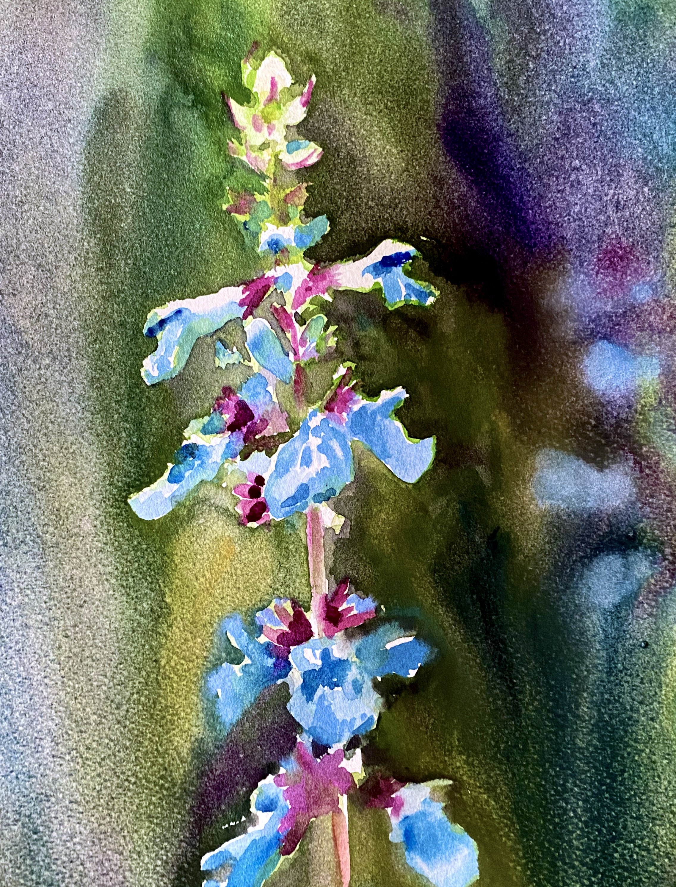 Summer Salvia, watercolor, 8 x 12