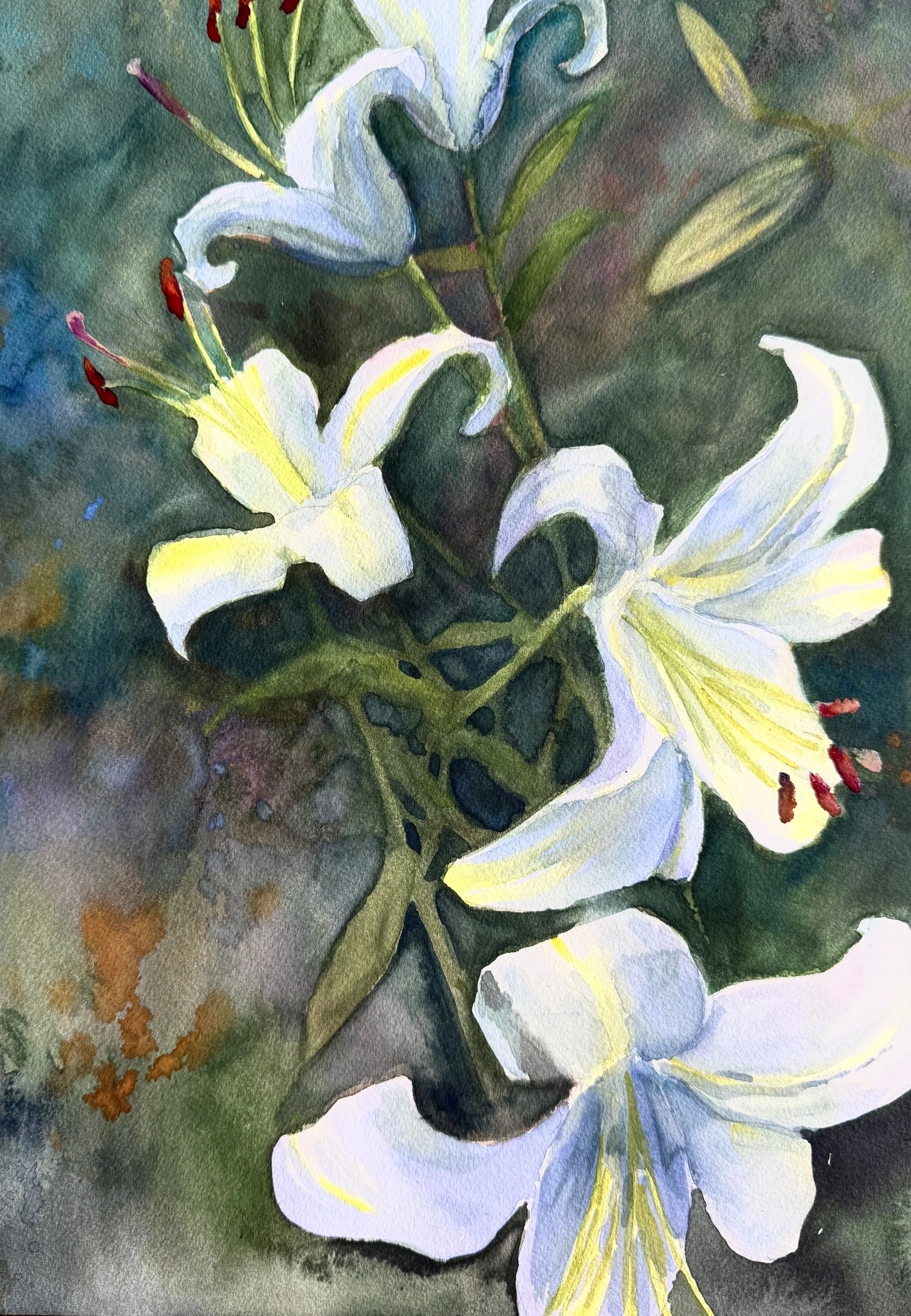Lilium auraratam, Watercolor, 12 x 16"