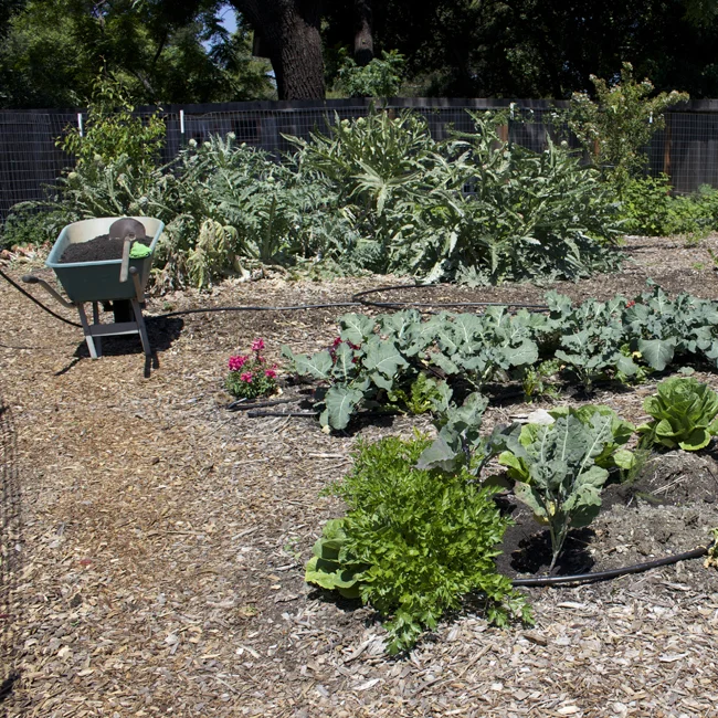 IMG_2055_wheelbarrow.jpg