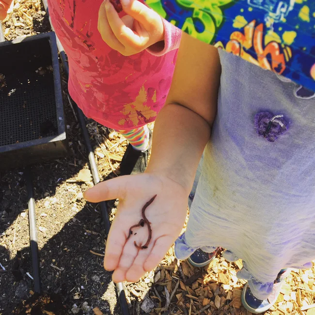 Worms from the Compost