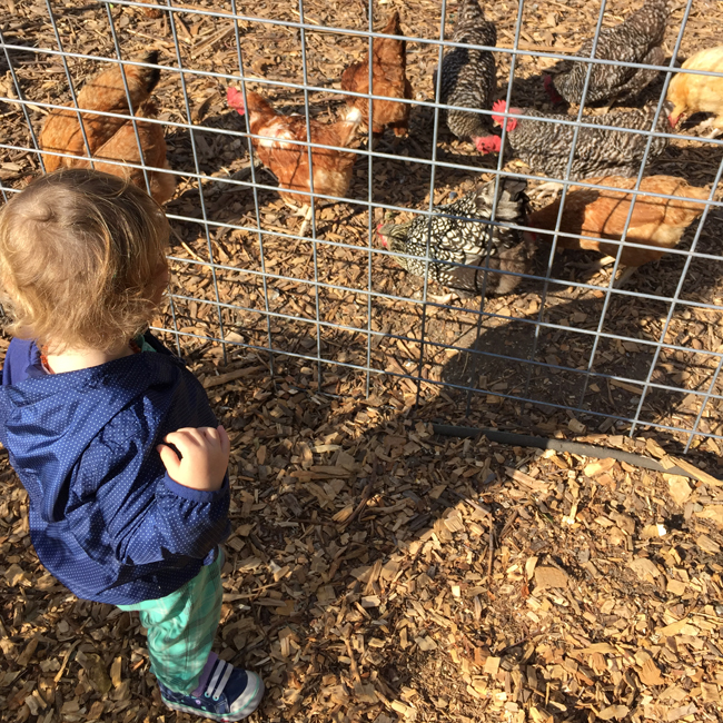Feeding the Chickens