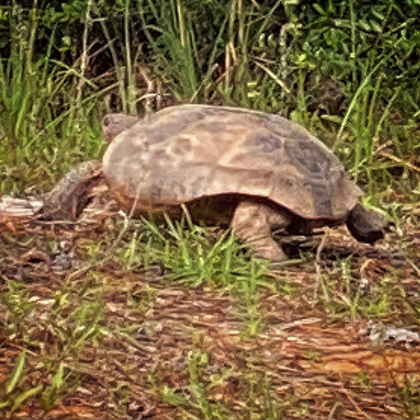 Spotted this bad boy in the &lsquo;hood today. #tortoise #mississippi