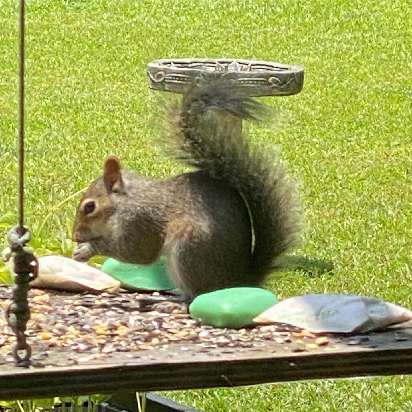 We also read that squirrels hate Irish Spring soap. #sendhelp #squirrel #backyardbirds #mississippi