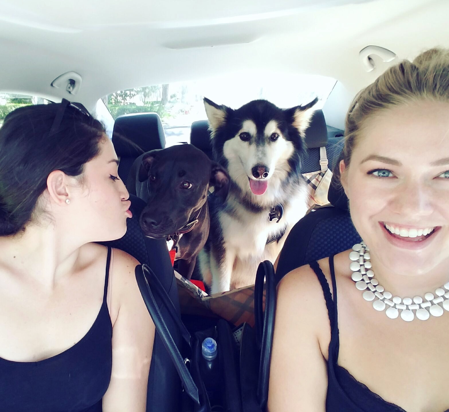 Doggos!