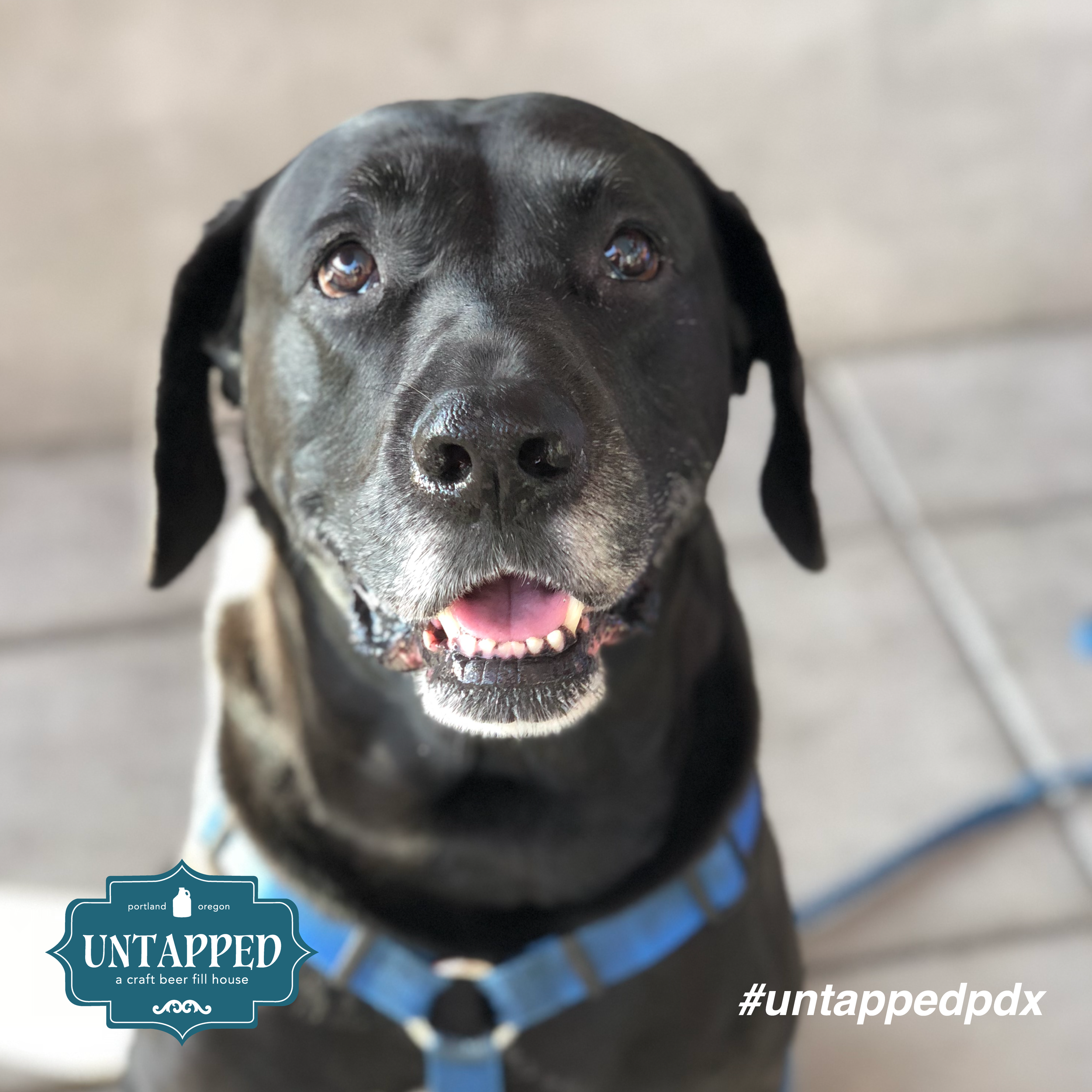 untapped_paws_on_patio_set1-04.png