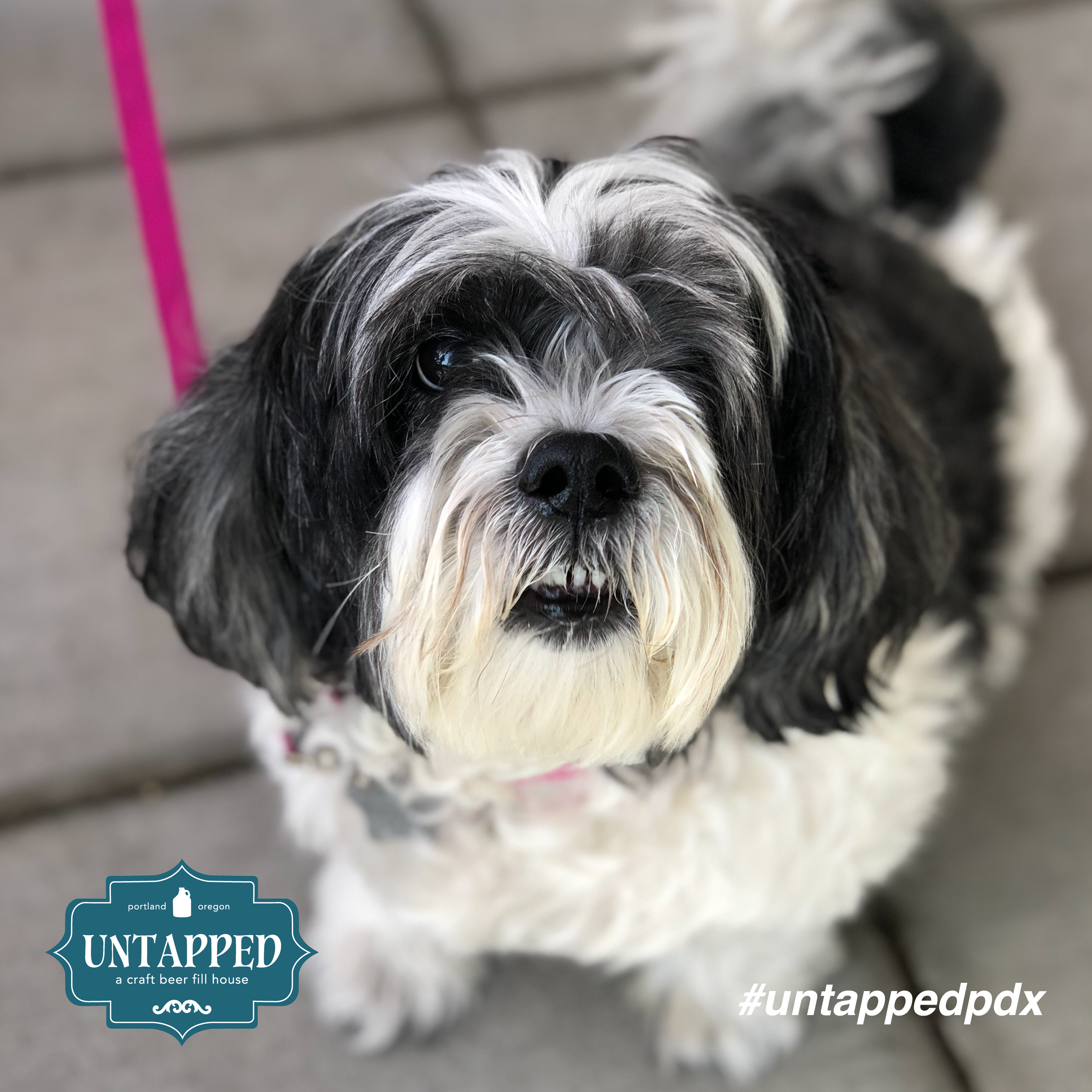 untapped_paws_on_patio_set1-03.png
