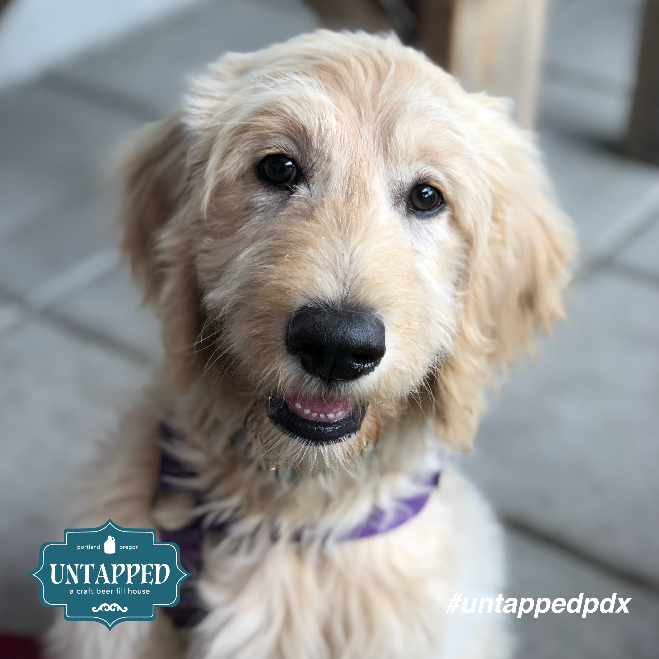untapped_paws_on_patio_set1-01.png