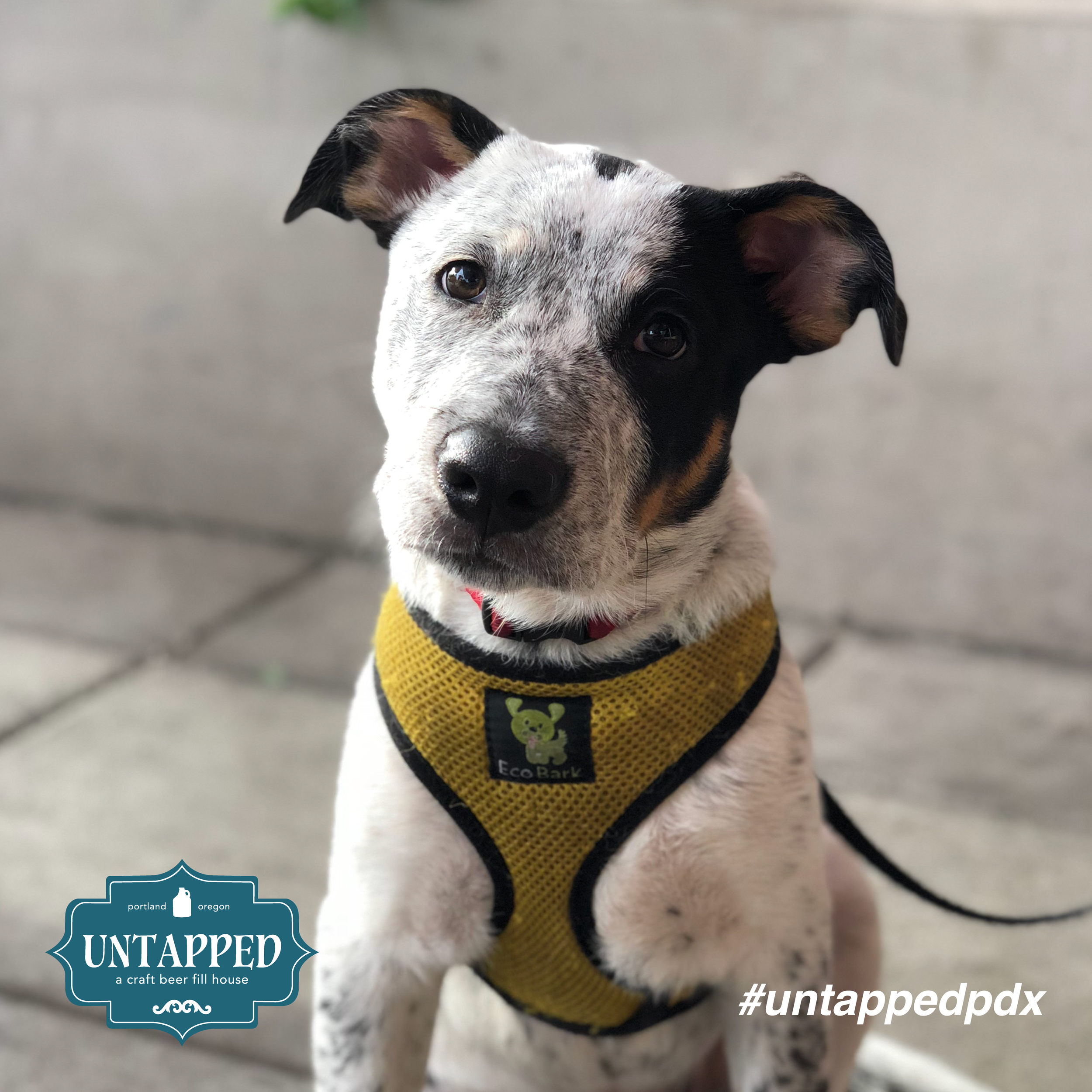 untapped_paws_on_patio_set1-02.png