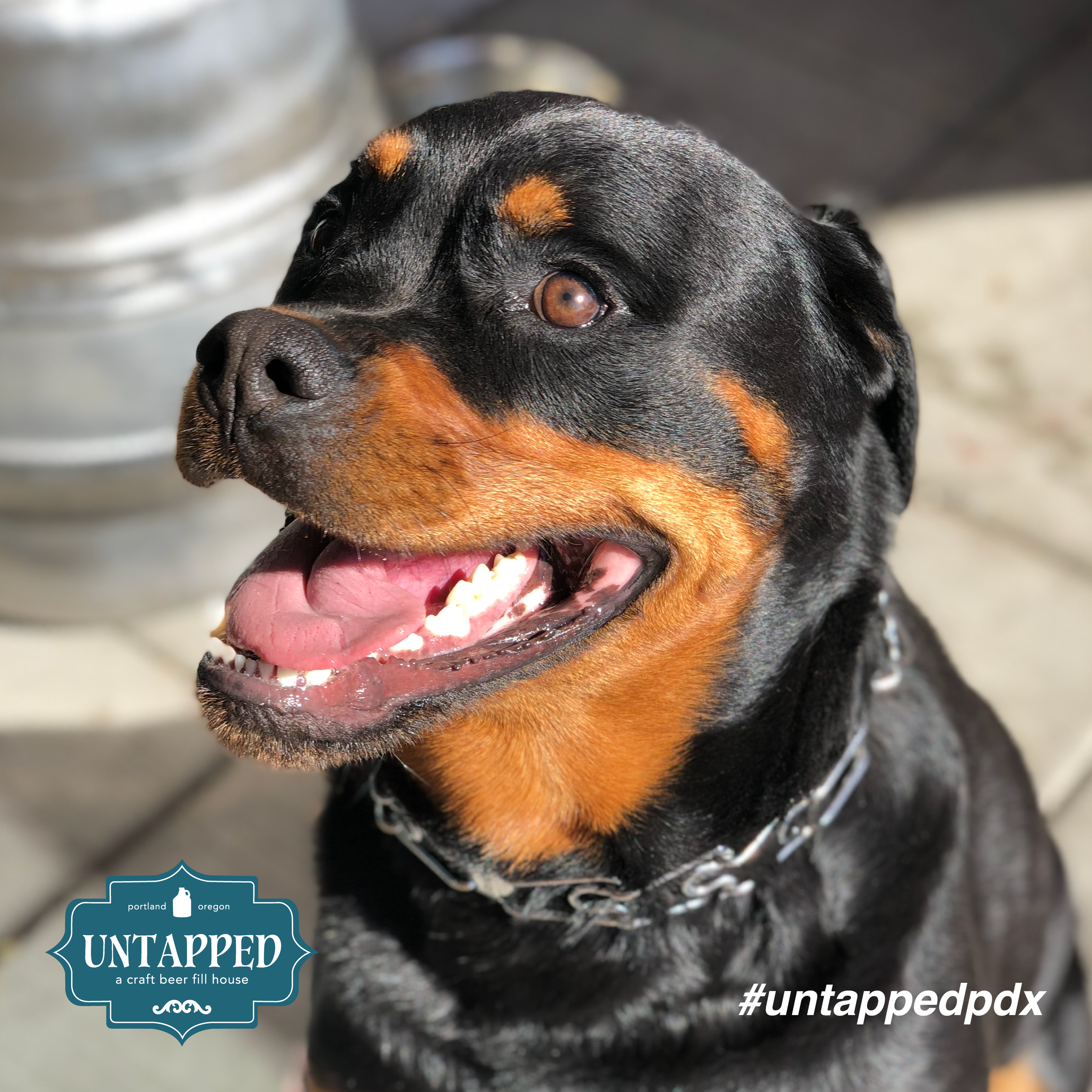 untapped_paws_on_patio_set1-05.png
