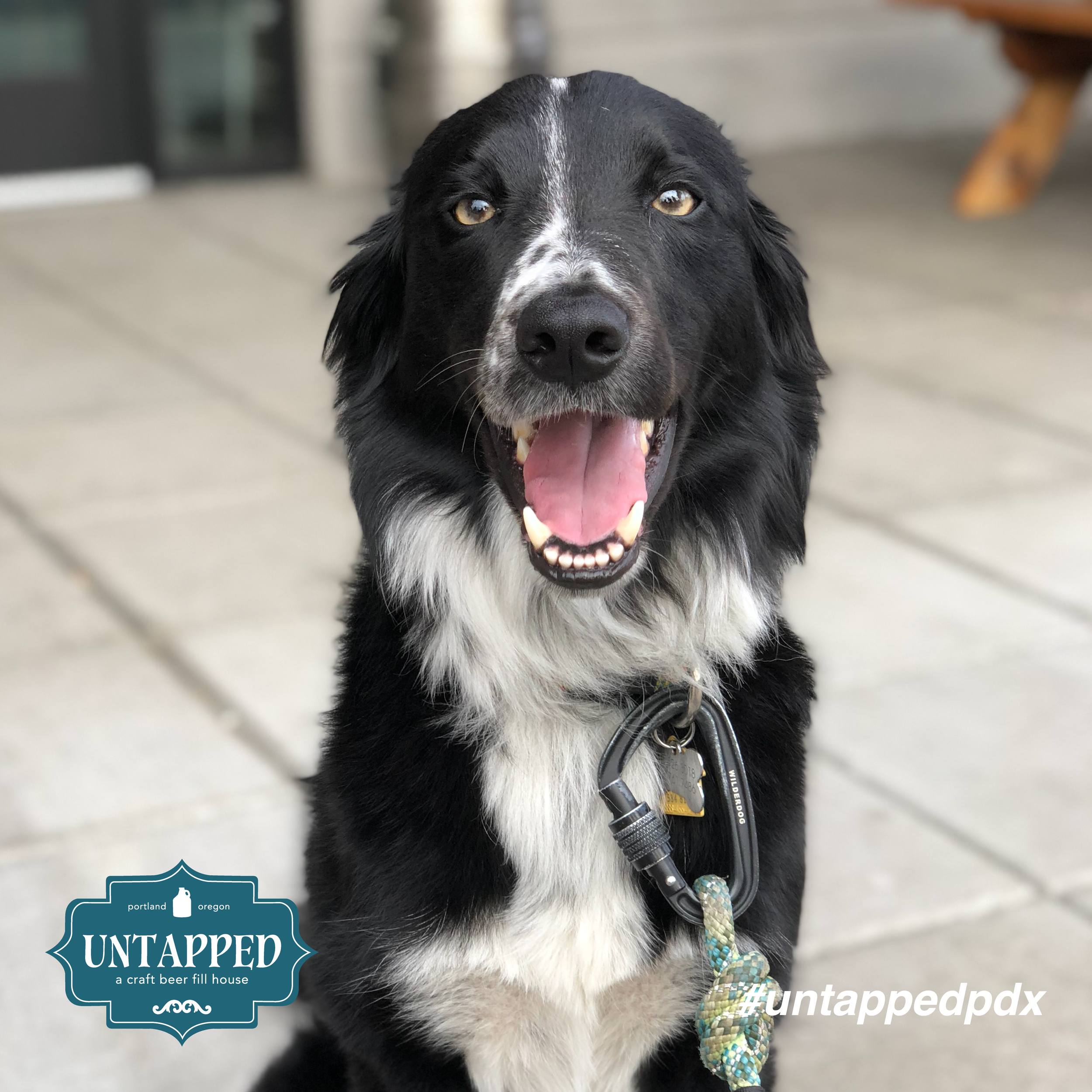 untapped_paws_on_patio_set1-06.png