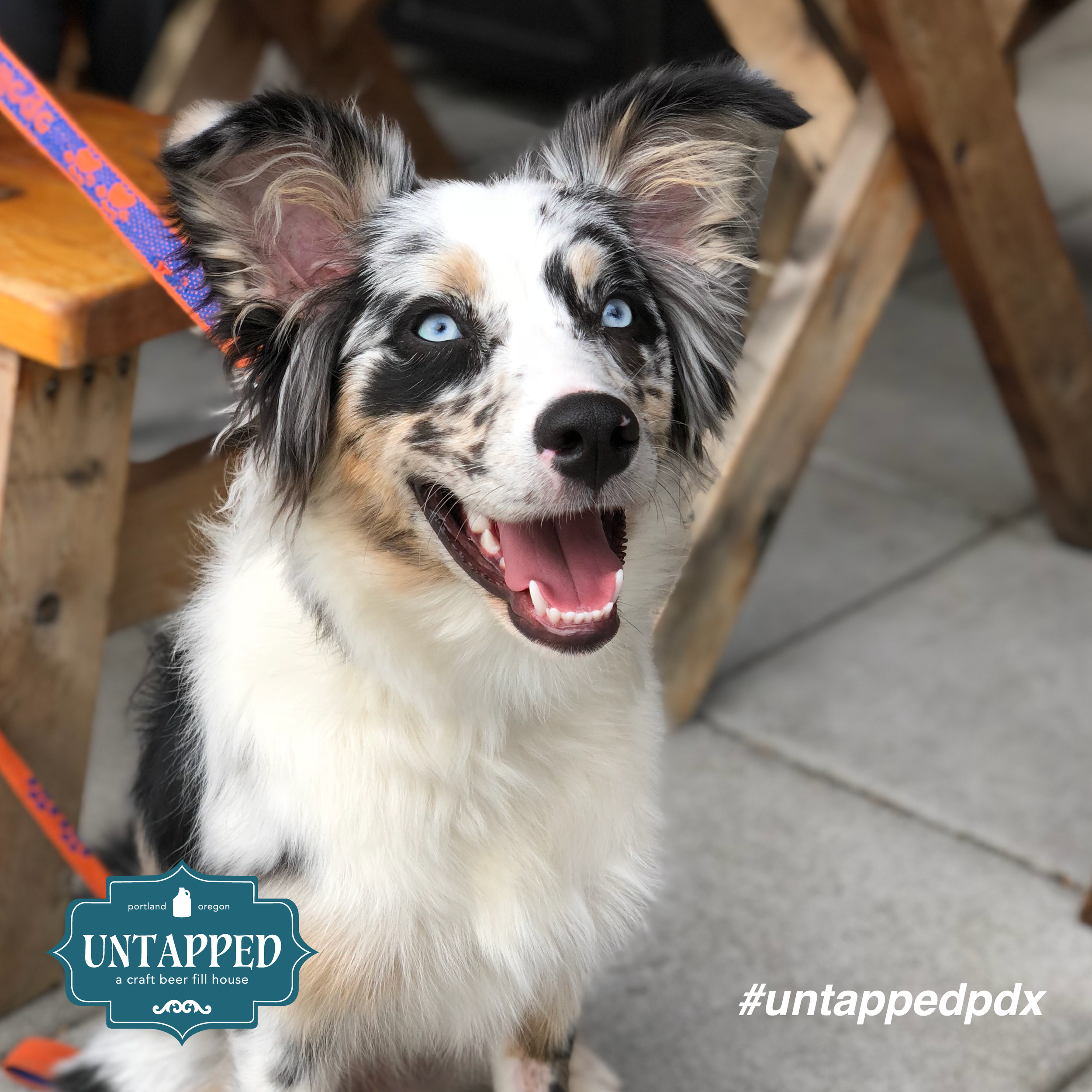 untapped_paws_on_patio_set1-07.png