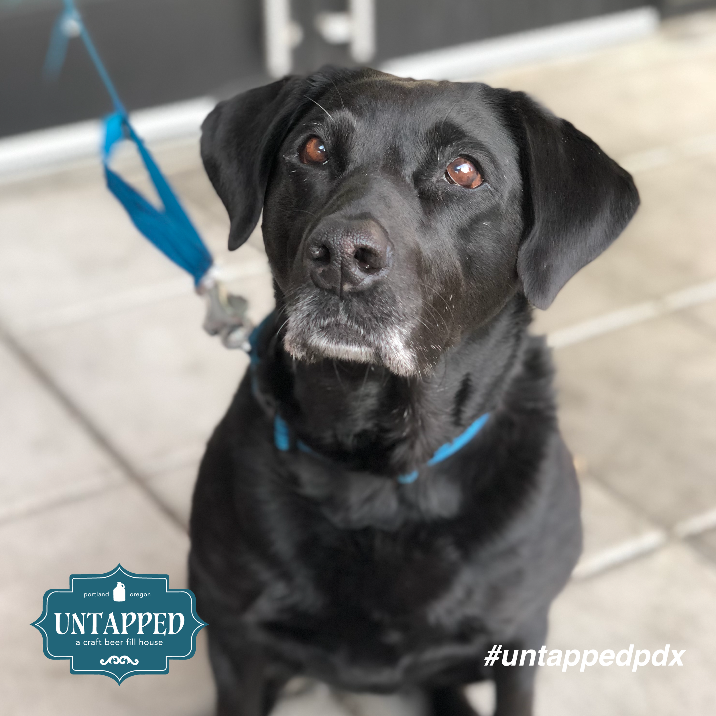 untapped_paws_on_patio_set1-08.png