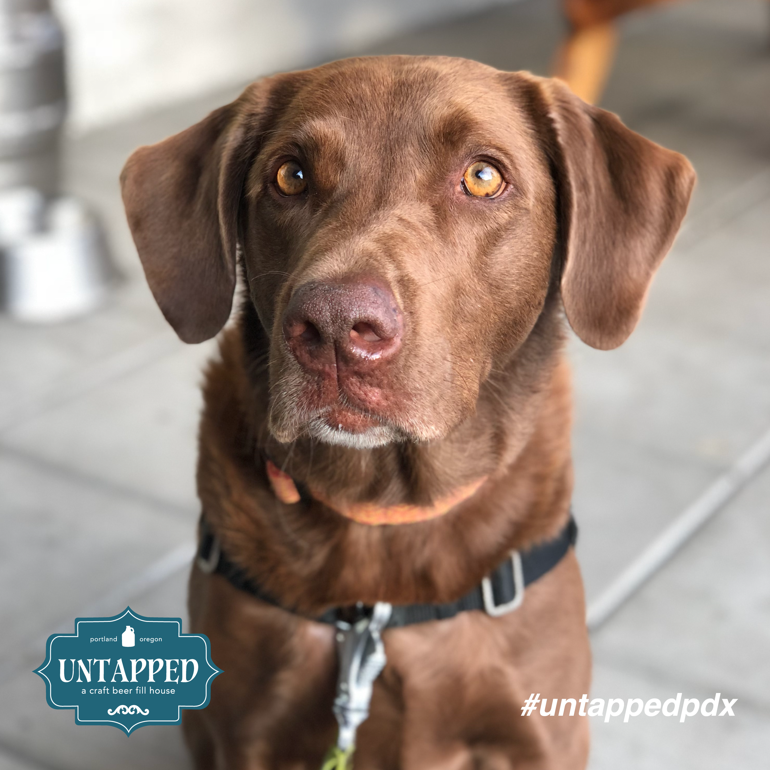 untapped_paws_on_patio_set1-09.png