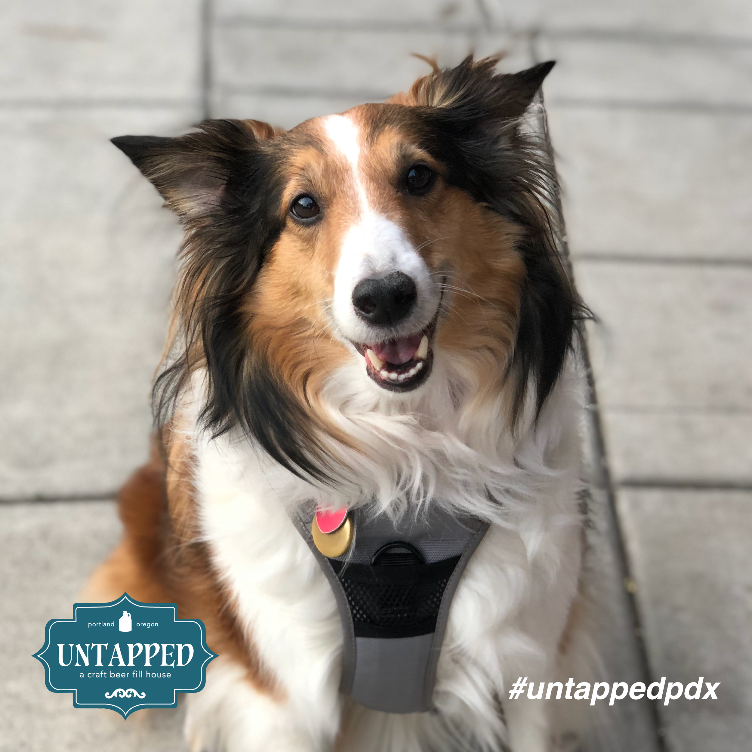 untapped_paws_on_patio_set1-10.png