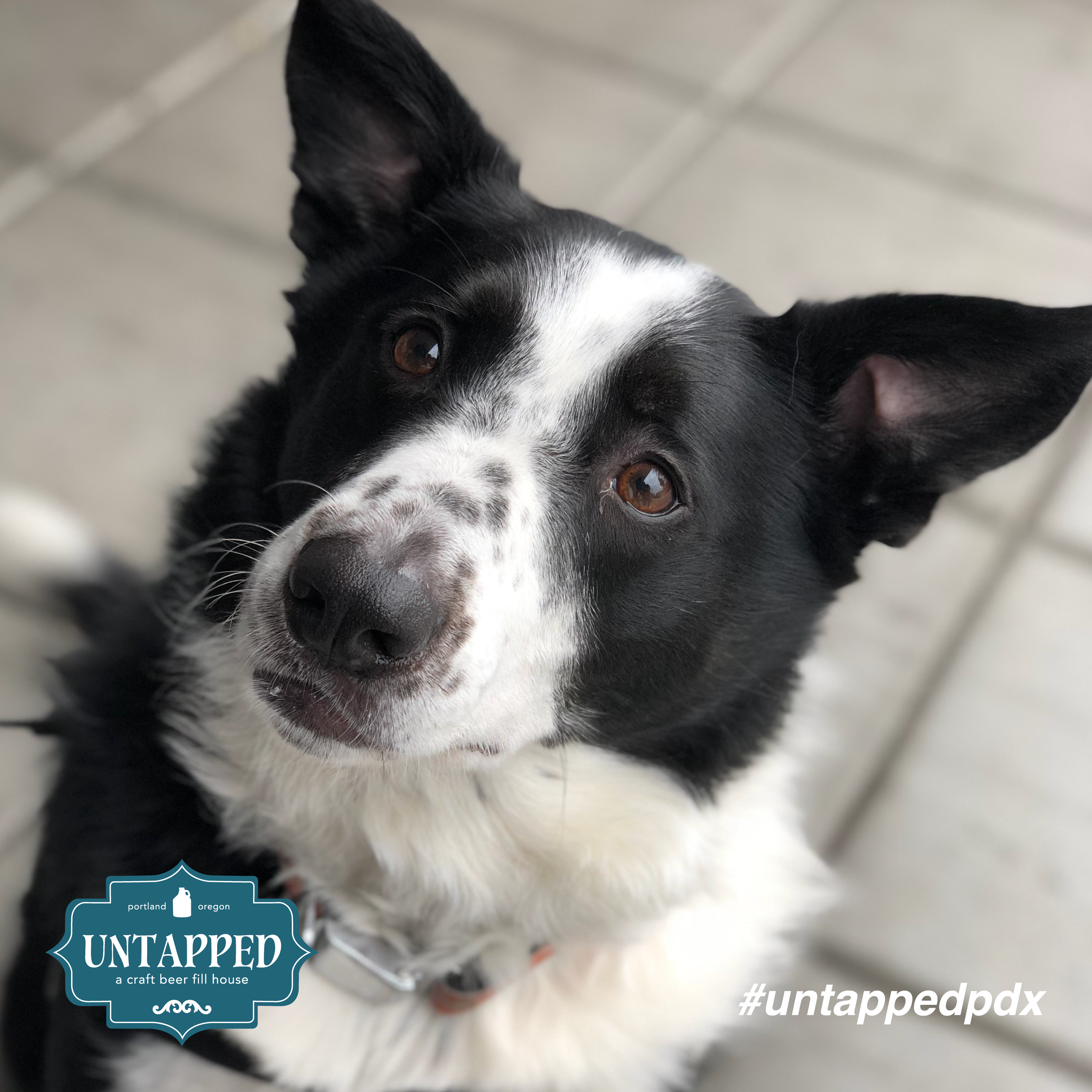 untapped_paws_on_patio_set2-01.png