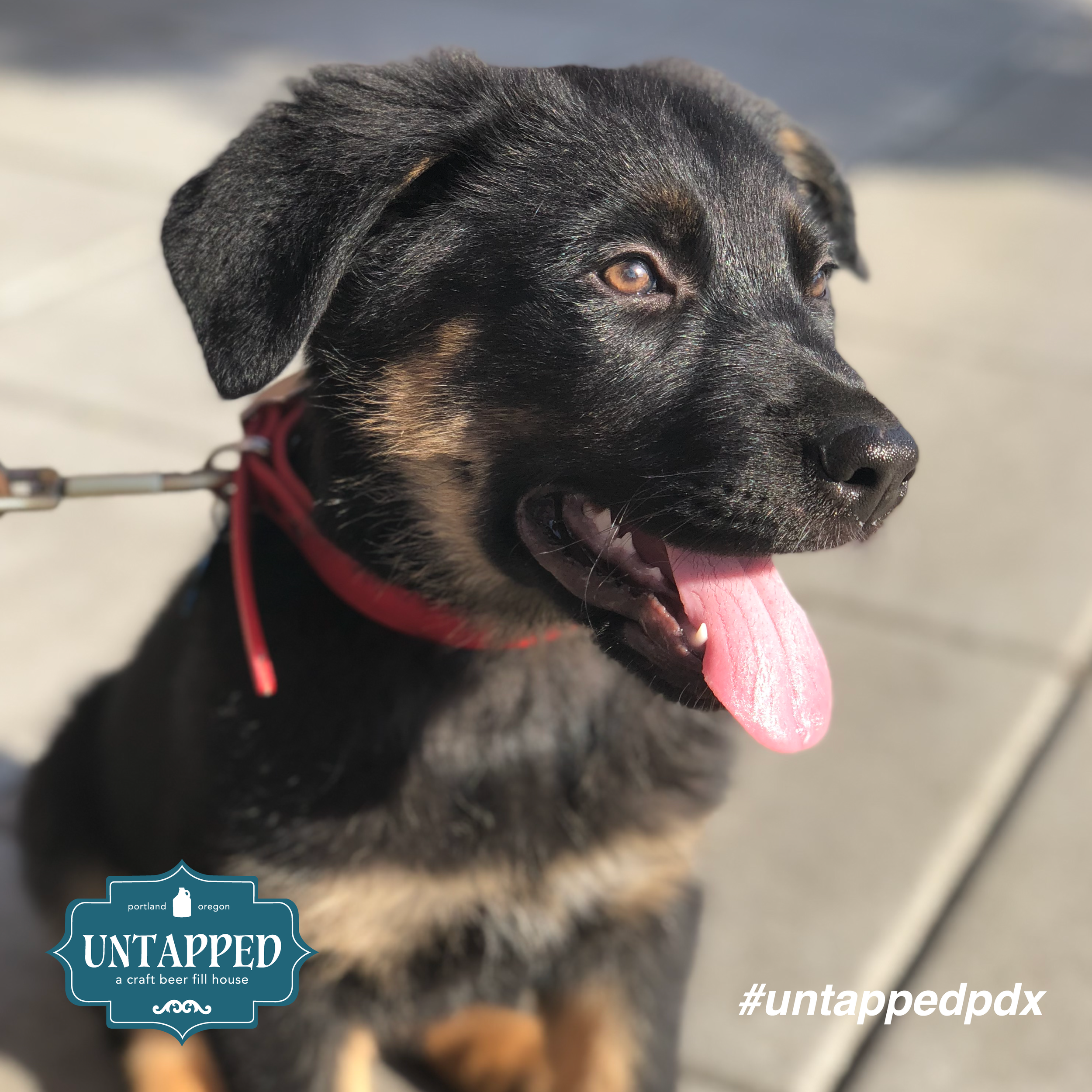 untapped_paws_on_patio_set2-03.png